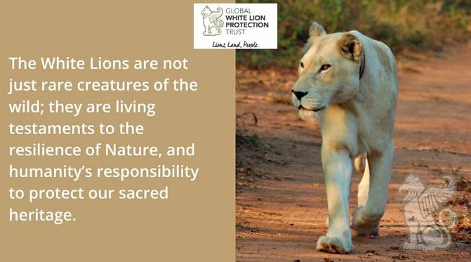 Linda Tucker shares the essence of the WHITE LIONS, these sacred beings at this most critical evolutionary moment in humanities history. 
.
.
.
#whitelions #spritualecology #protectthewild #protectwildafrica #globalwhitelionprotectiontrust
