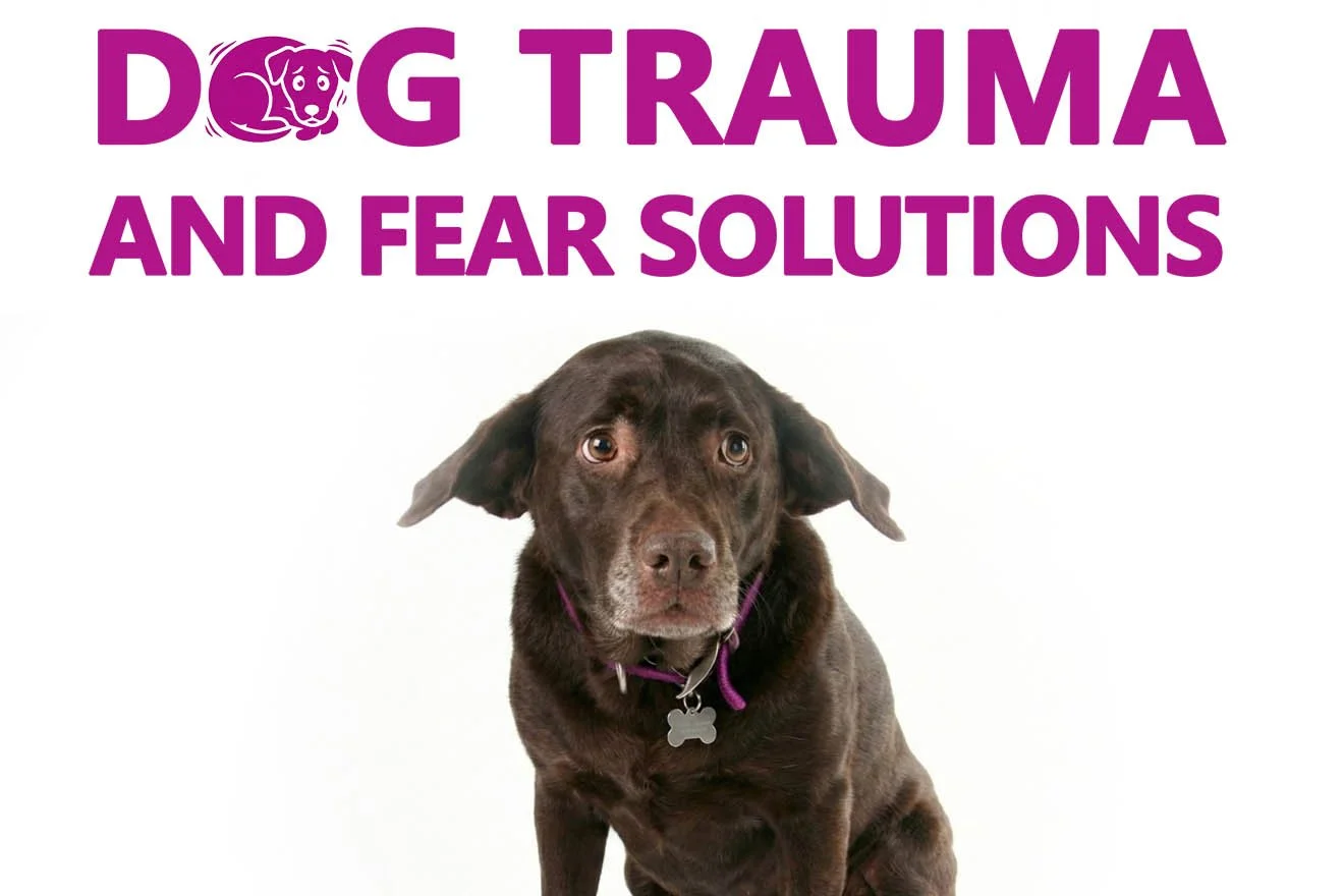 Dog Trauma &amp; Fear Solutions ~ FREE Masterclass Series