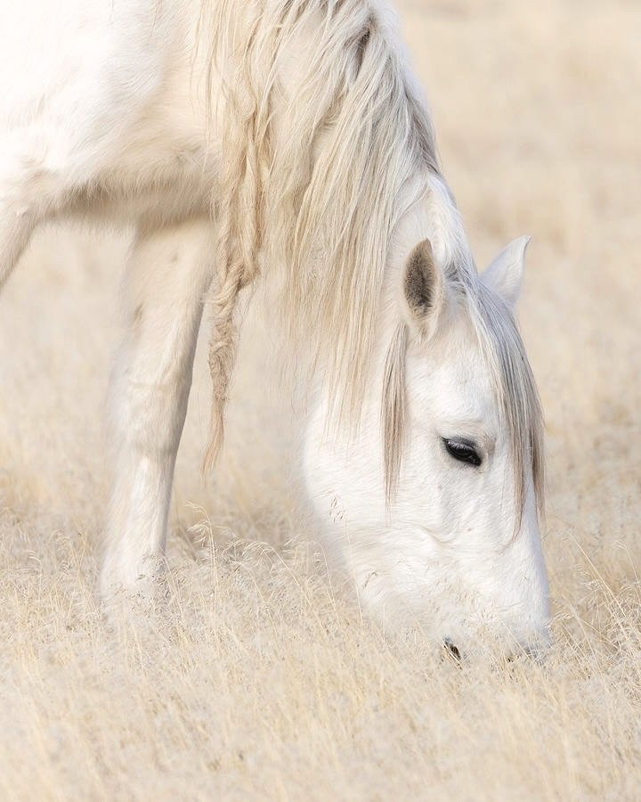 &Upsilon;&pi;ά&rho;&chi;&epsilon;&iota; &mu;&iota;&alpha; &pi;&alpha;&lambda;&iota;ά &iota;&rho;&lambda;&alpha;&nu;&delta;&iota;&kappa;ή folk &iota;&sigma;&tau;&omicron;&rho;ί&alpha; &pi;&omicron;&upsilon; &lambda;έ&epsilon;&iota; &pi;&omega;&sigmaf;