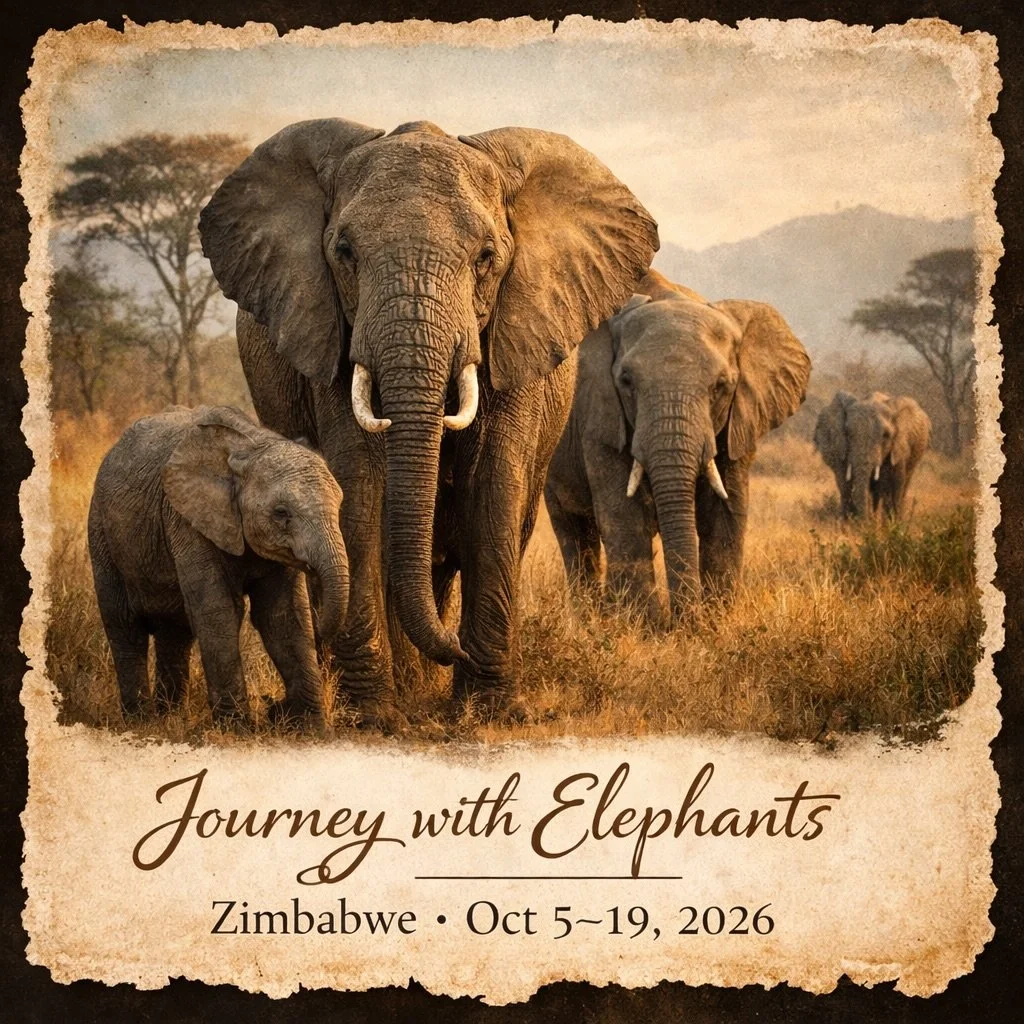 Some promises are kept silently. 
Guided by the elephants and the quiet wisdom they carry for humanity, this journey has waited for its moment to be revealed. 
That moment is Now.  And you are among the first to witness it. 
Watch the film &mdash; li