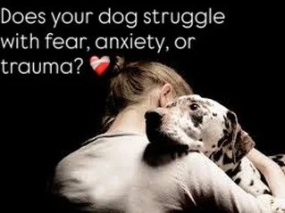 Do you ever look at your dog and just wish they knew they were safe? 🤍 
I&rsquo;m honored to be part of the Dog Trauma &amp; Fear Solutions Series, a free online gathering devoted to supporting dogs who live with fear, anxiety, or trauma and the hum