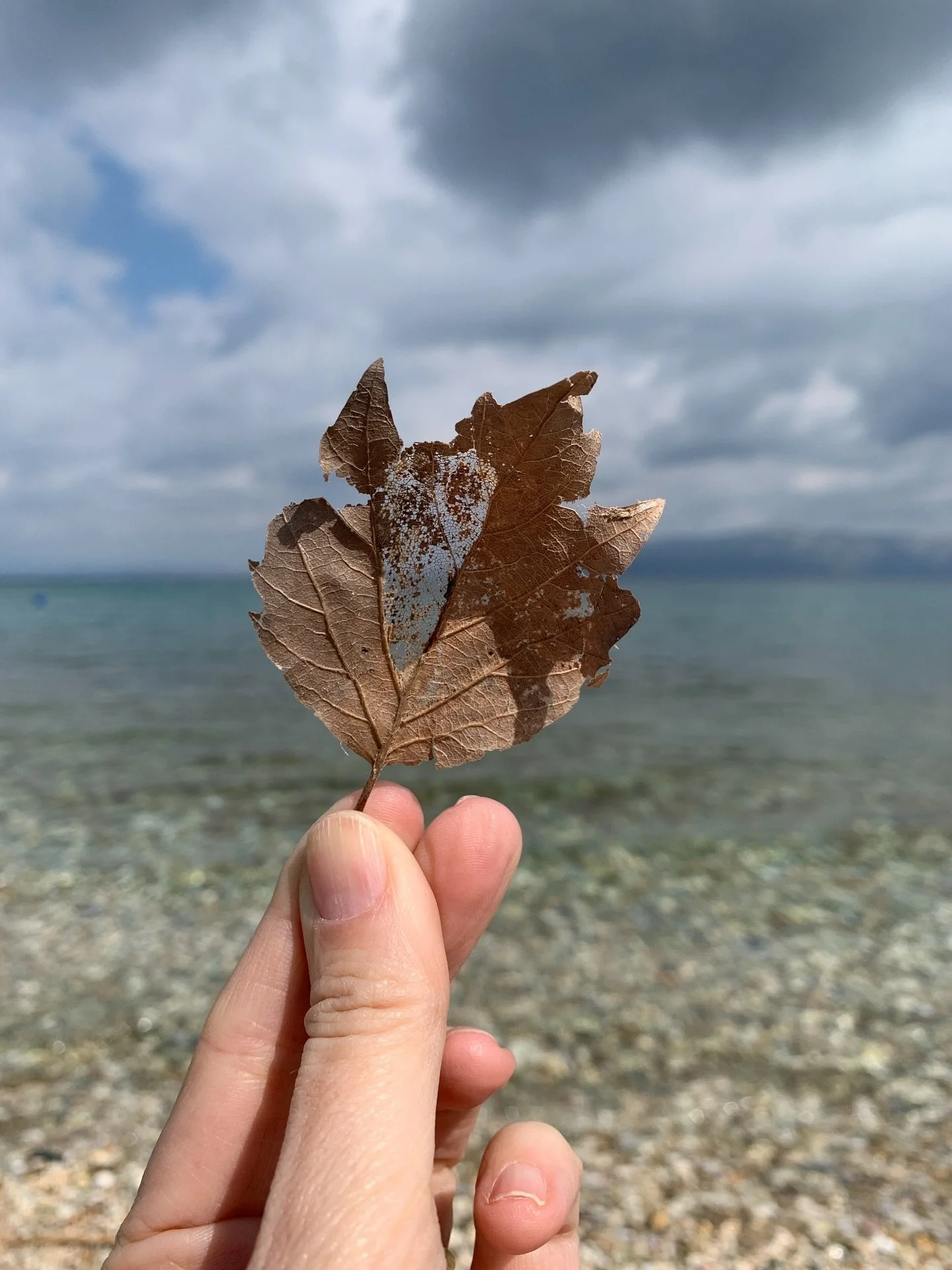 One tiny leaf, countless of tiniest windows. 

Fallen, in decay, yet revealing its essence.
 
The soft body gone, the sacred architecture remains&hellip; delicate pathways where life once flowed, now opening into sky, into sea, into infinity.

What i