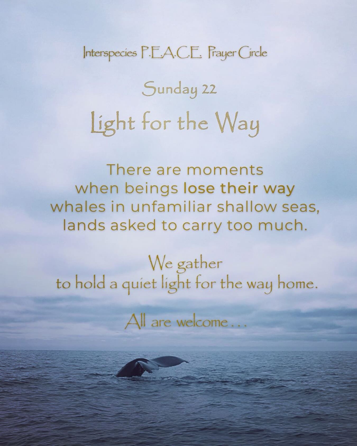 Looking forward to seeing you all this Sunday February 22 as we light the way. There are moments when beings lose their way, whales in unfamiliar waters, lands asked to carry too much.
Click on link in bio (P.E.A.C.E. Prayer Corcle) to register and j