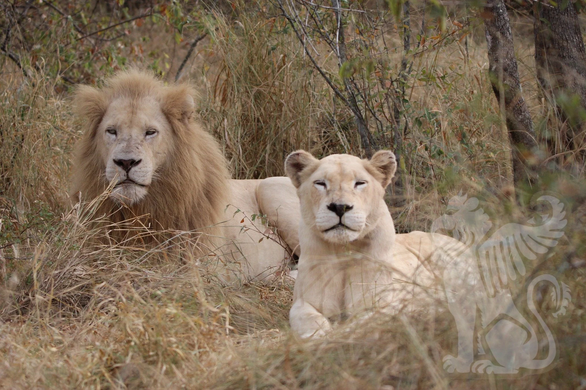 White Lions Journeys - November 12-18 and December 6-12, 2026
