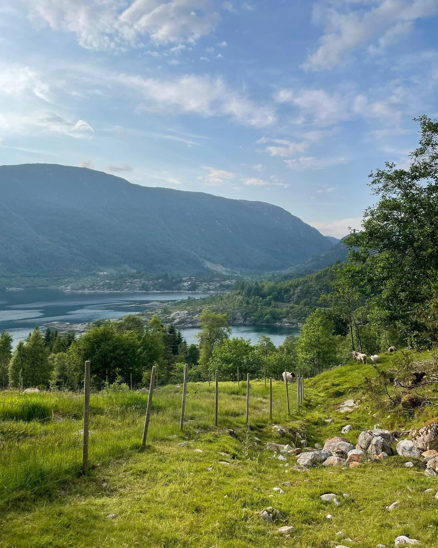 Cirka 15 minuttar kj&oslash;yring fr&aring; Eivindvik (mellom Haveland og Nese) - og ein del h&oslash;gdemeter - finn ein denne perla: R&oslash;yrfjellsnipa.

#utno #gulen #lengstvest #eivindvik #eivindvikbrygge #norway #visitbergen #visitbergen_norw