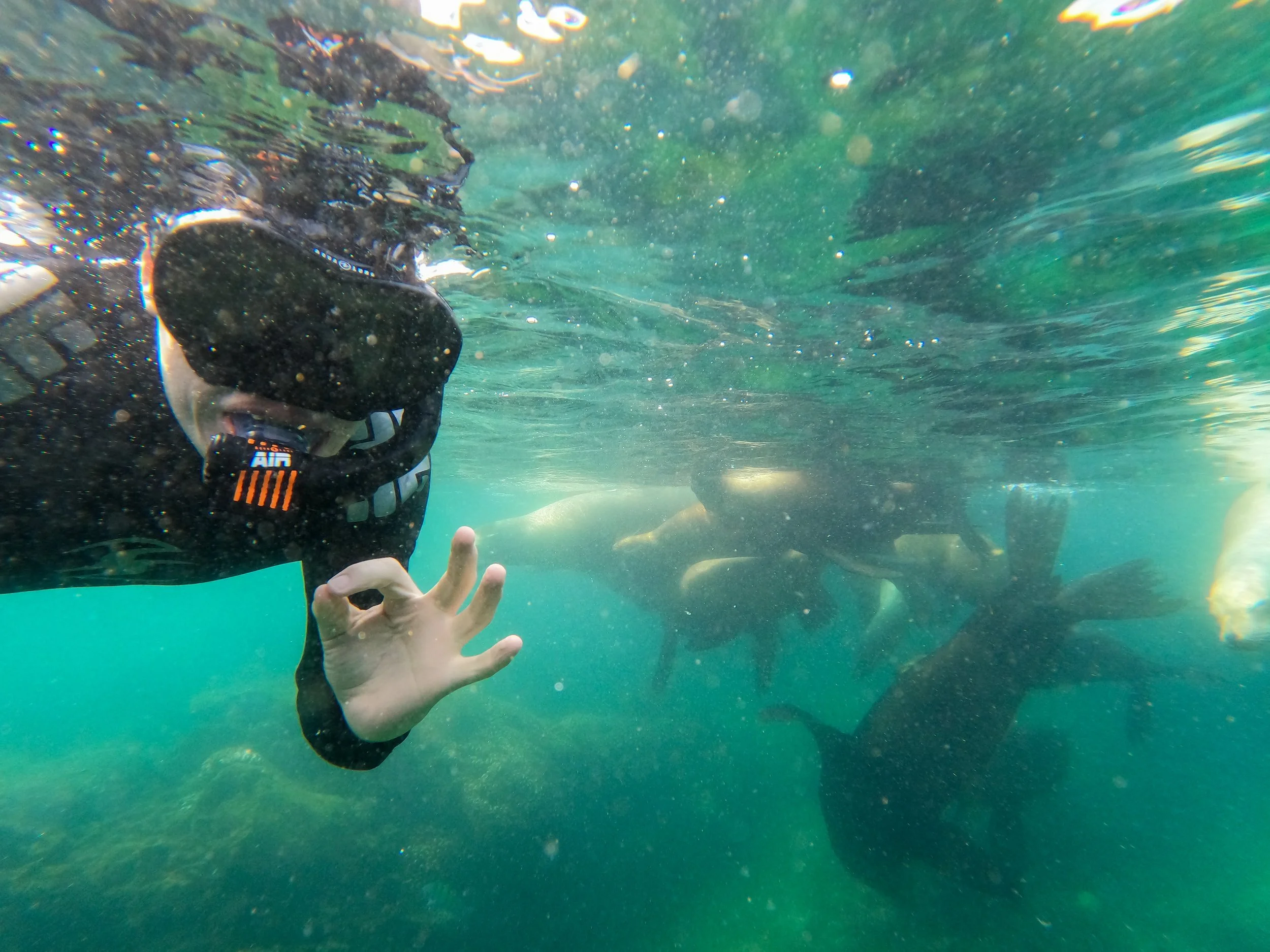 Everything you need to know about Snorkelling with Sea Lions (Ethically