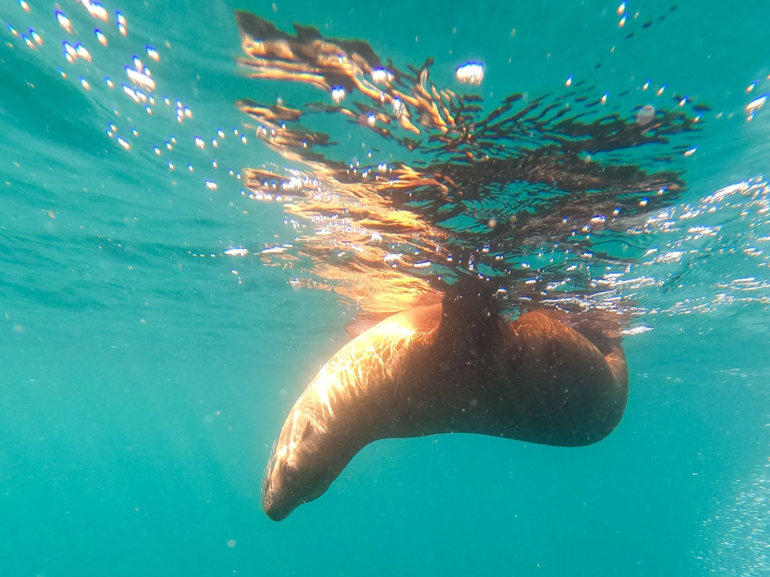 Everything you need to know about Snorkelling with Sea Lions (Ethically