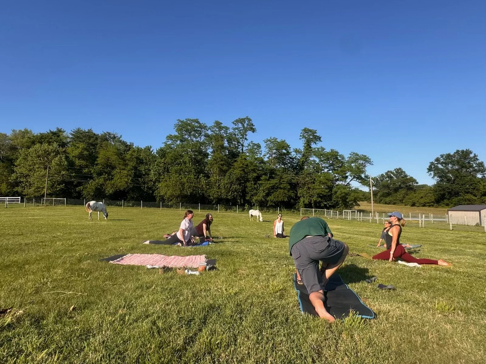 Equine Yoga 2026