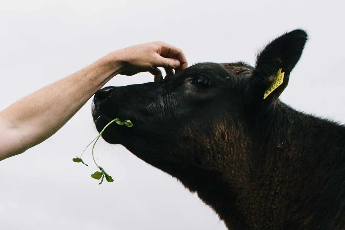 We’ve only had eyes for Aberdeen Angus since 2007