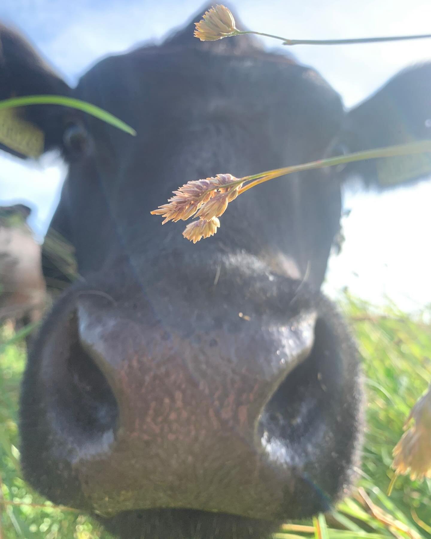 Morning 👋

#aberdebangus #chelmsford #pasturedbeef #grassfedbeef