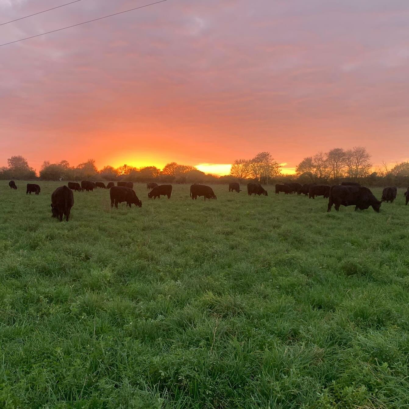 Glorious sky this evening 🍂🍁

#pastureforlife #chelmsford #essex

📸 @samuel_driessen