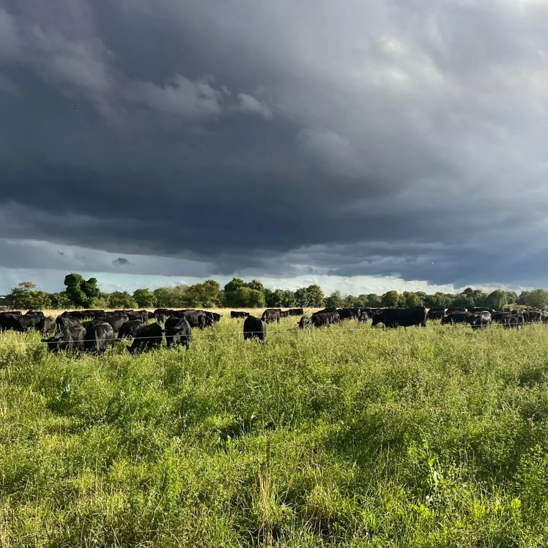 Moody skies in Essex 🌦️