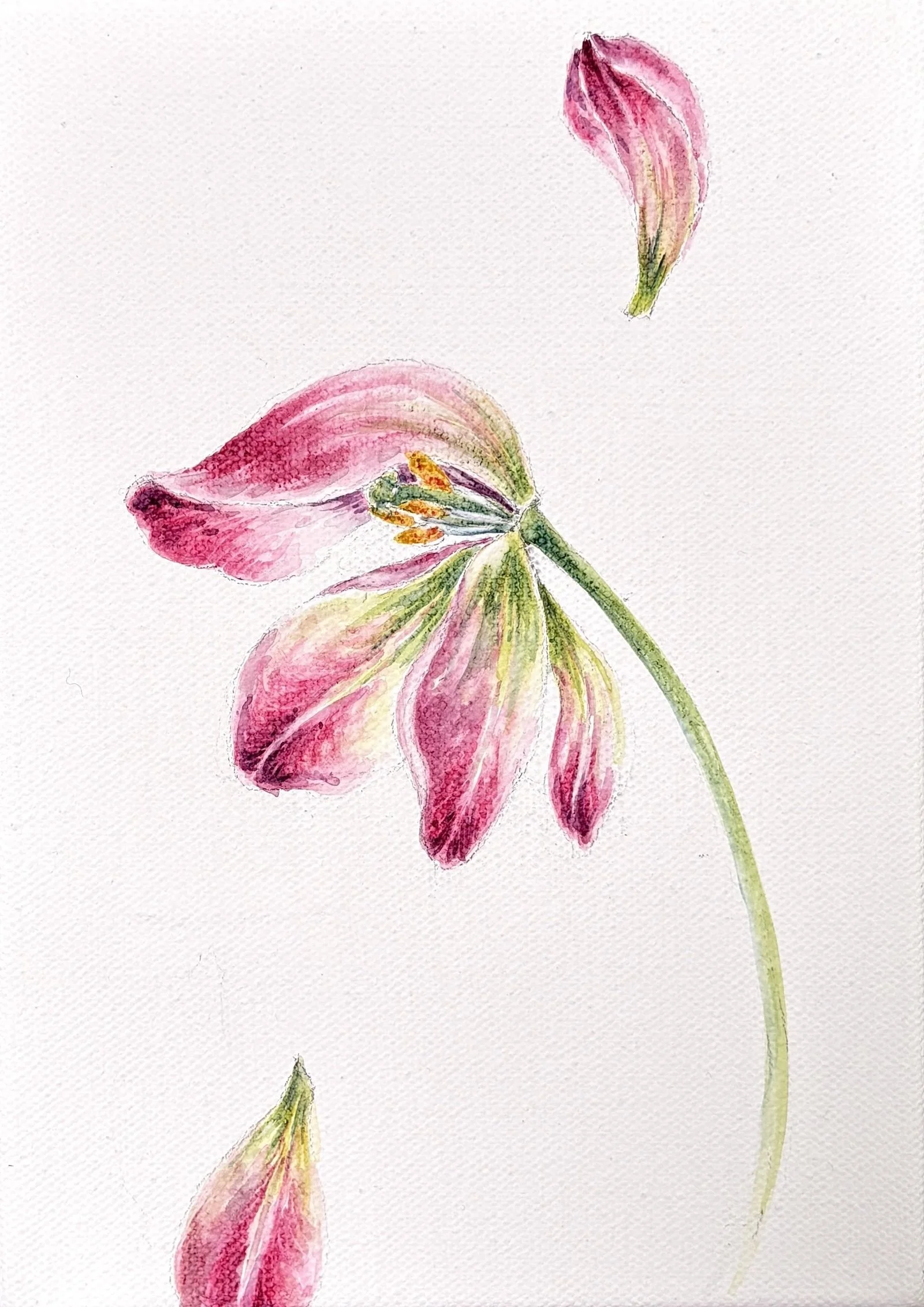 TULIP IV CROP.jpeg