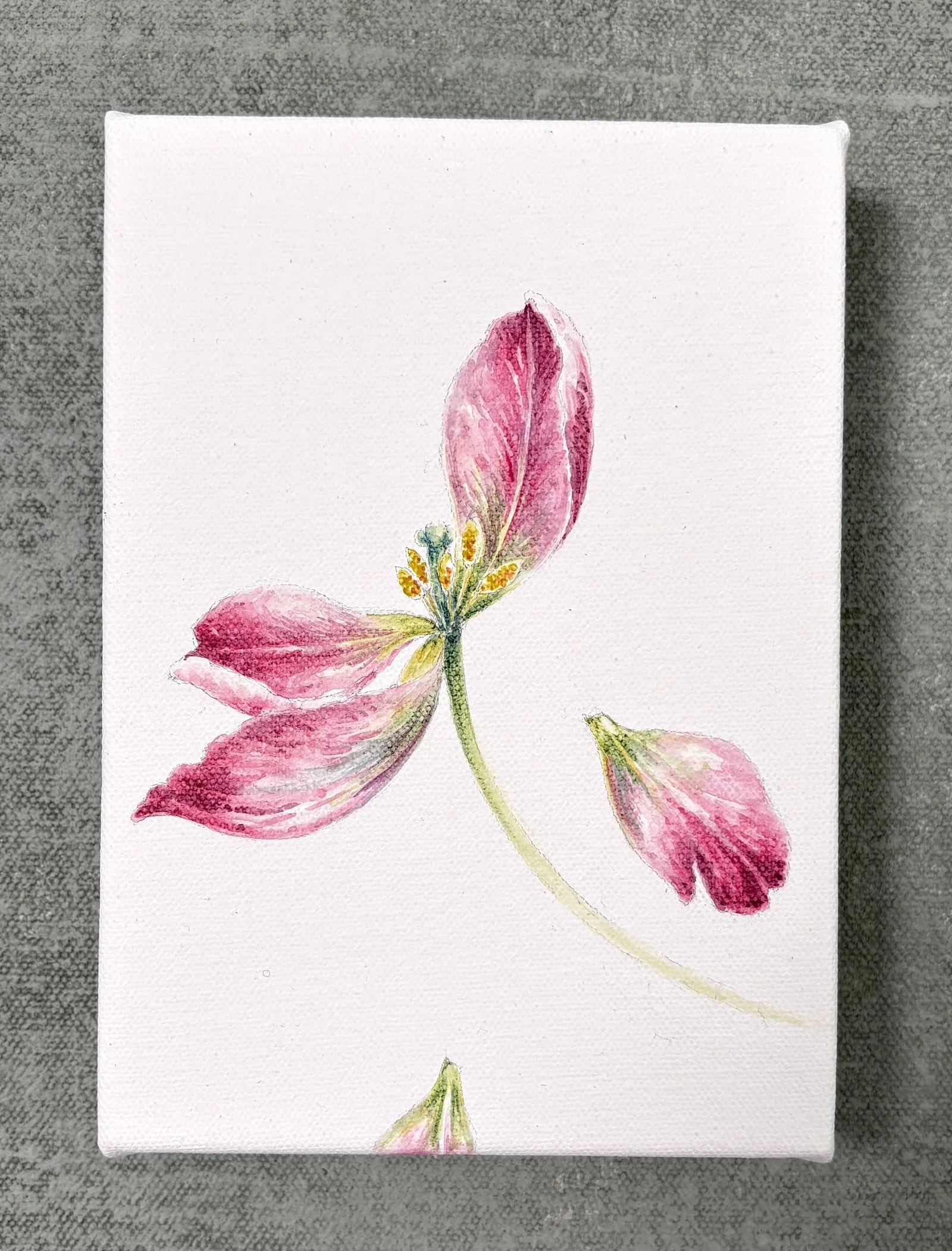 TULIP I FULL.jpg