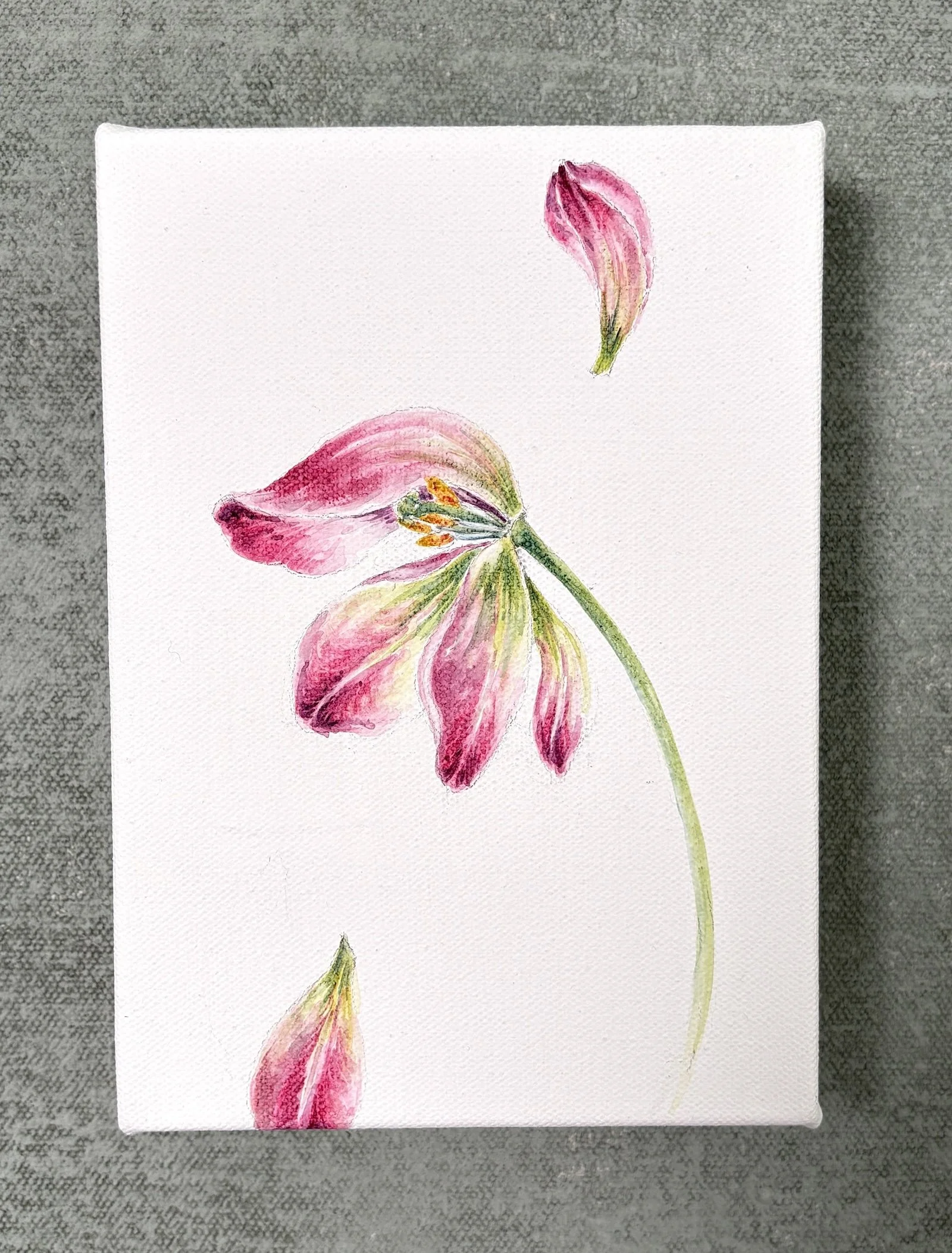 TULIP IV FULL.jpg