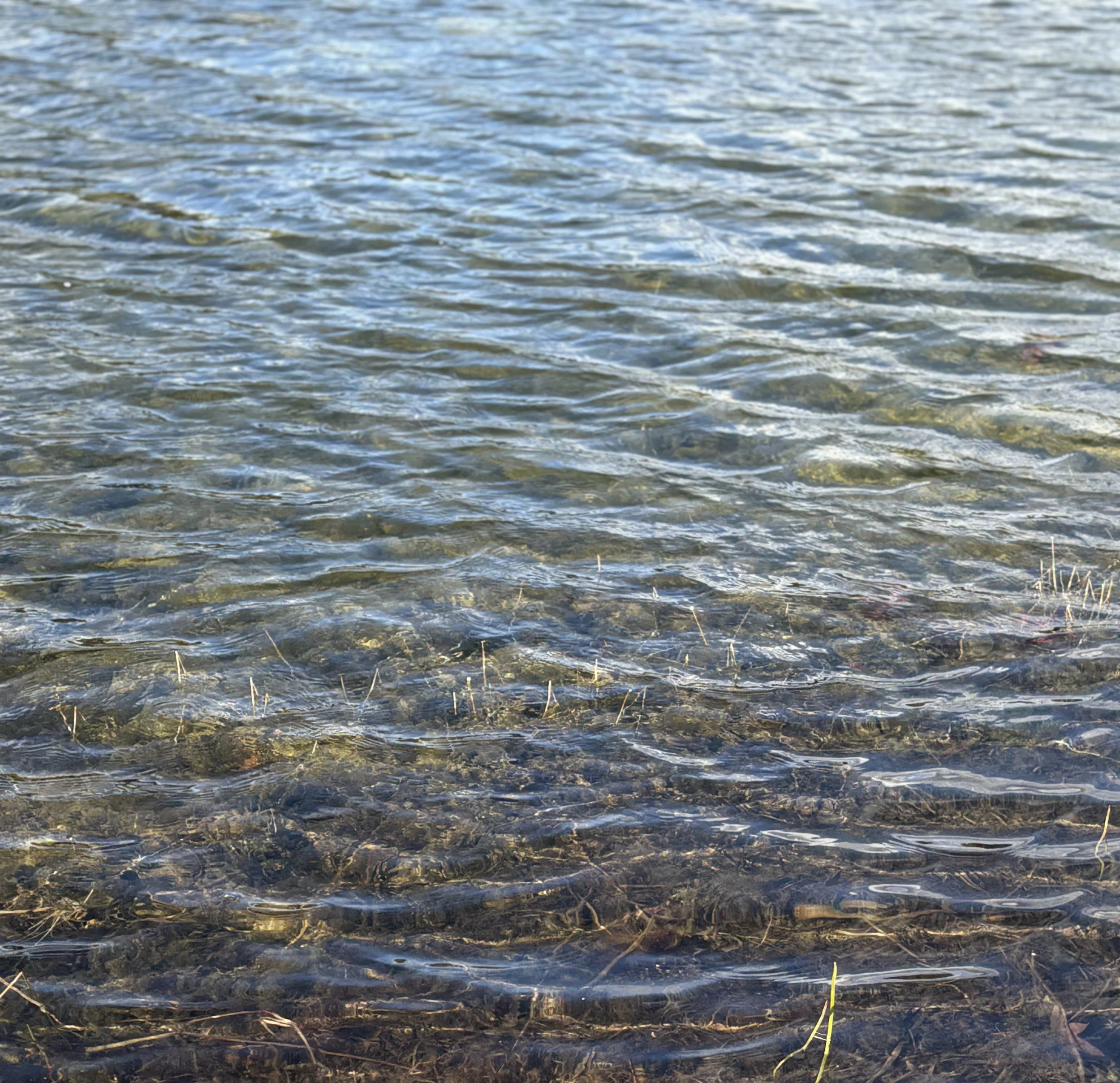 Clear shallow water over rocks and aquatic plants.