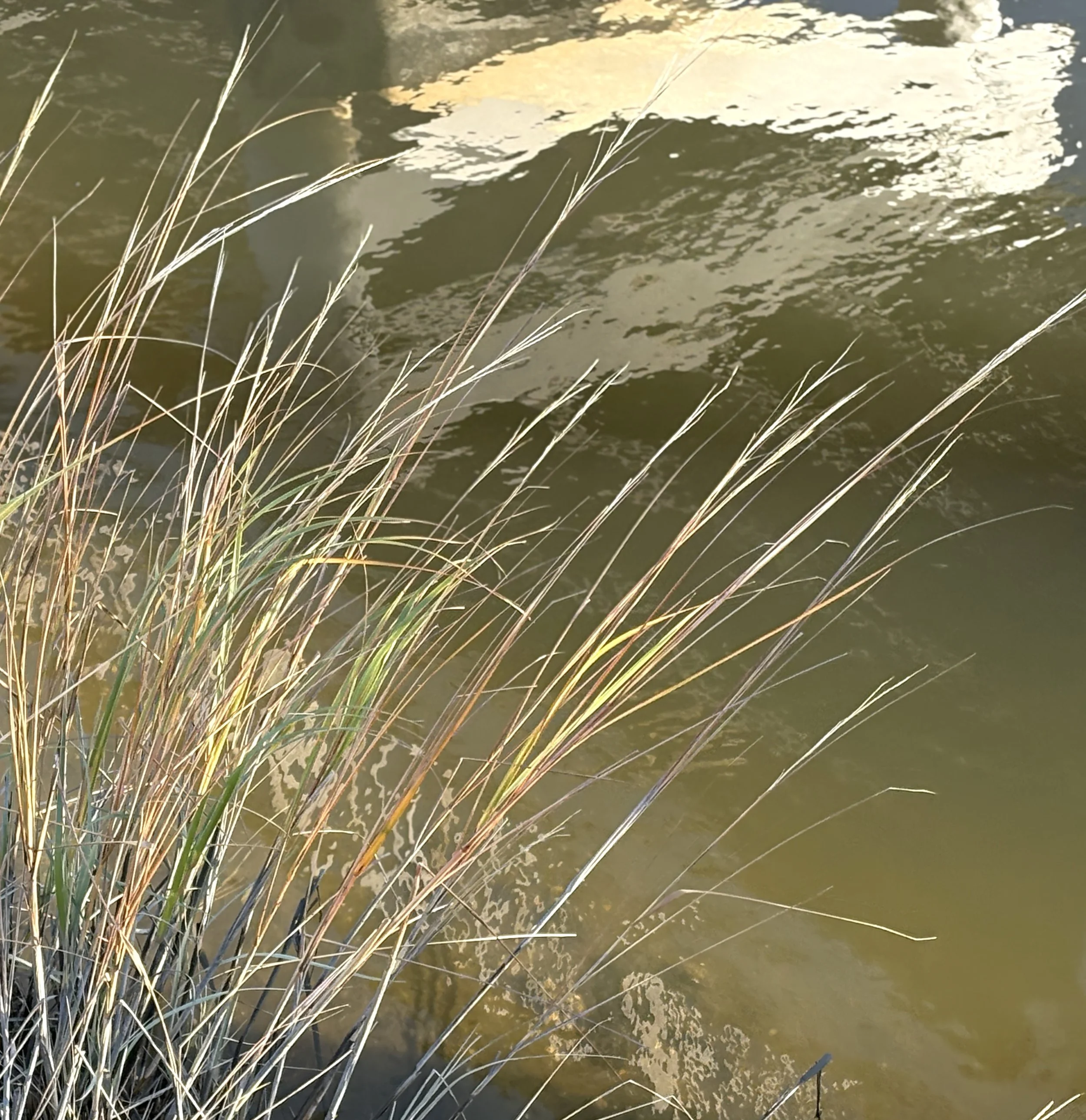 Tall, dry grass growing near a body of water with ripples and reflections.