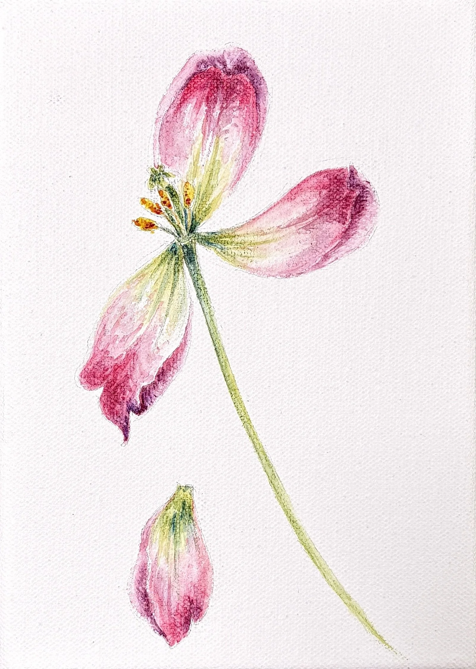 TULIP V CROP.jpeg