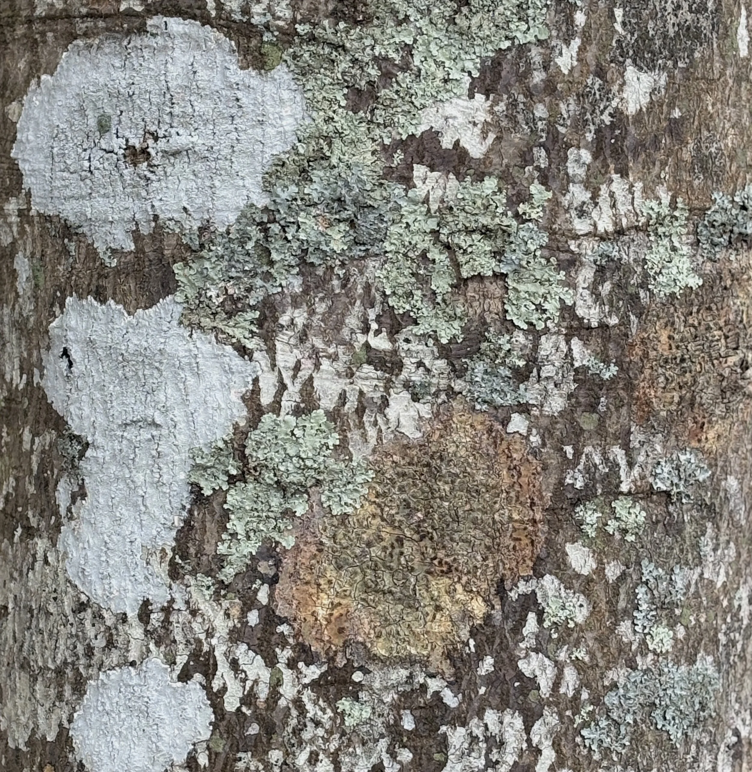 Close-up view of tree bark with various lichen growths in green, white, and brown colors.