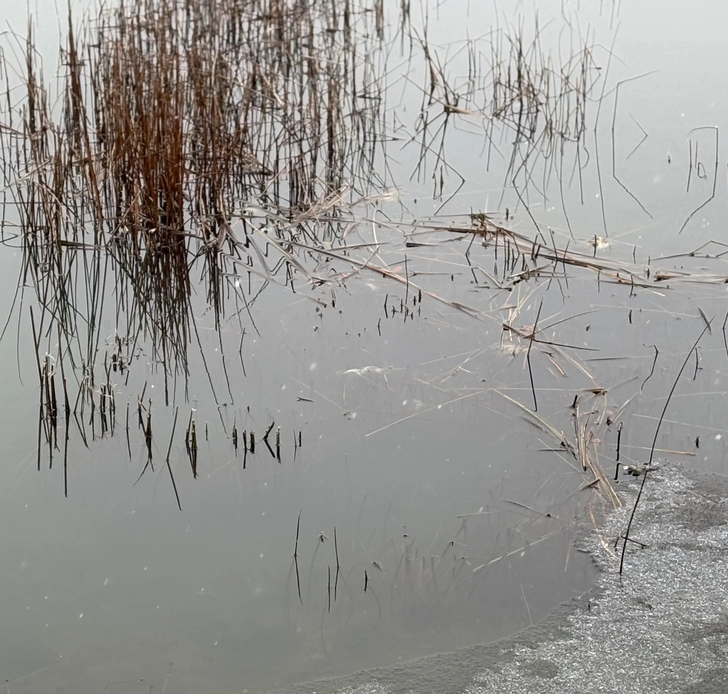 Frozen pond with dried reeds and snow-covered ice.