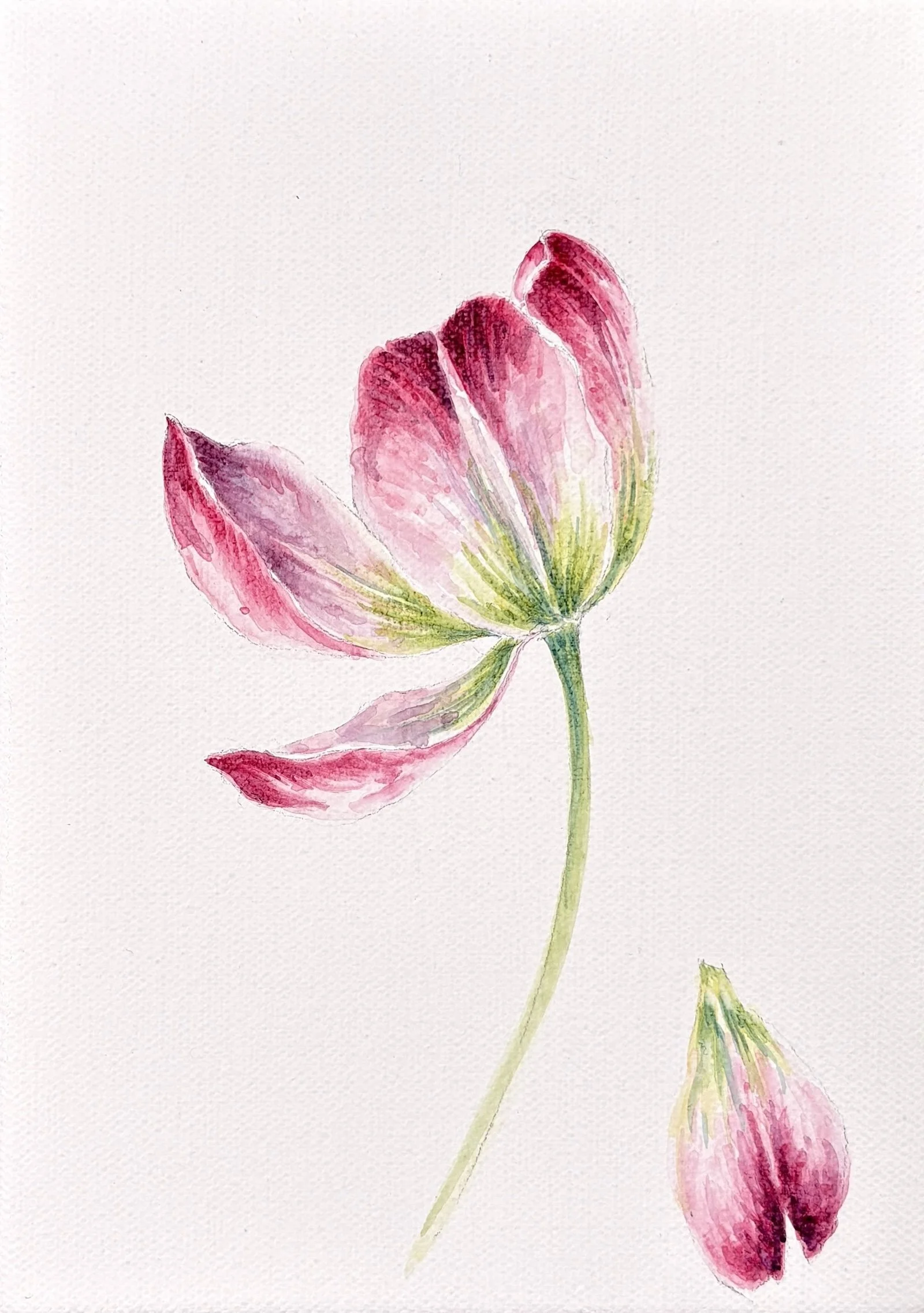 TULIP II CROP.jpeg