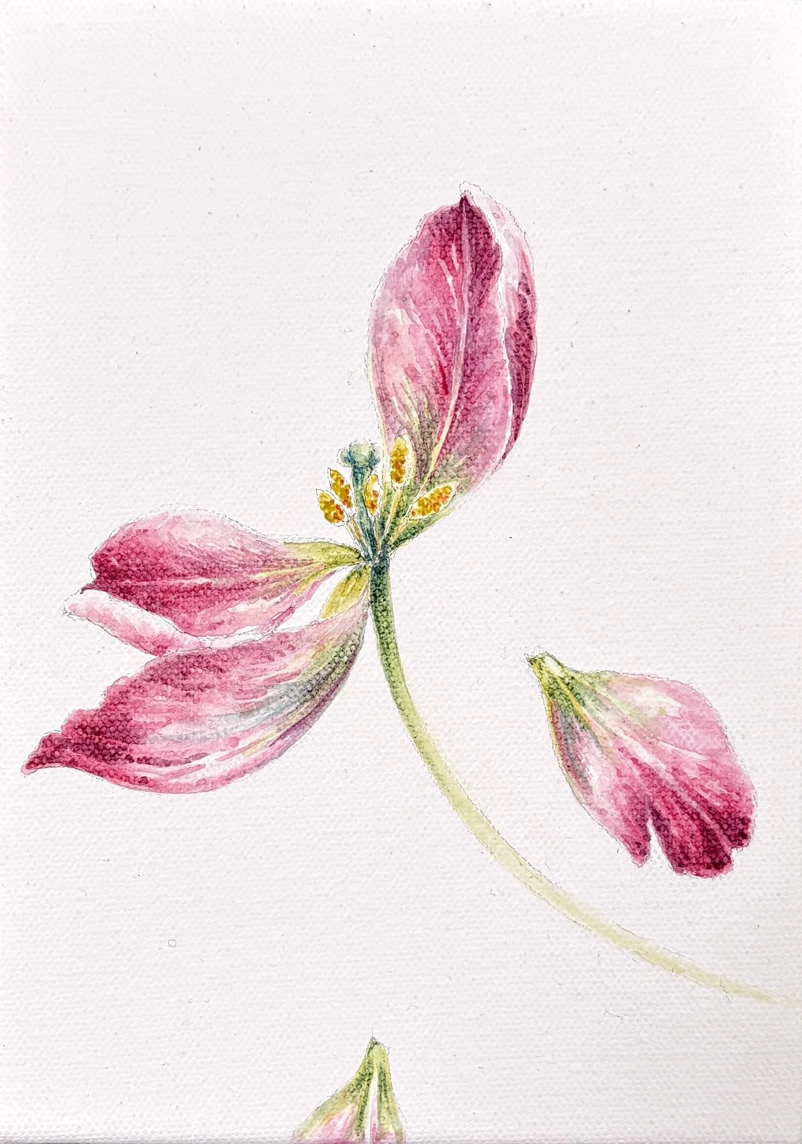 TULIP I CROP.jpeg