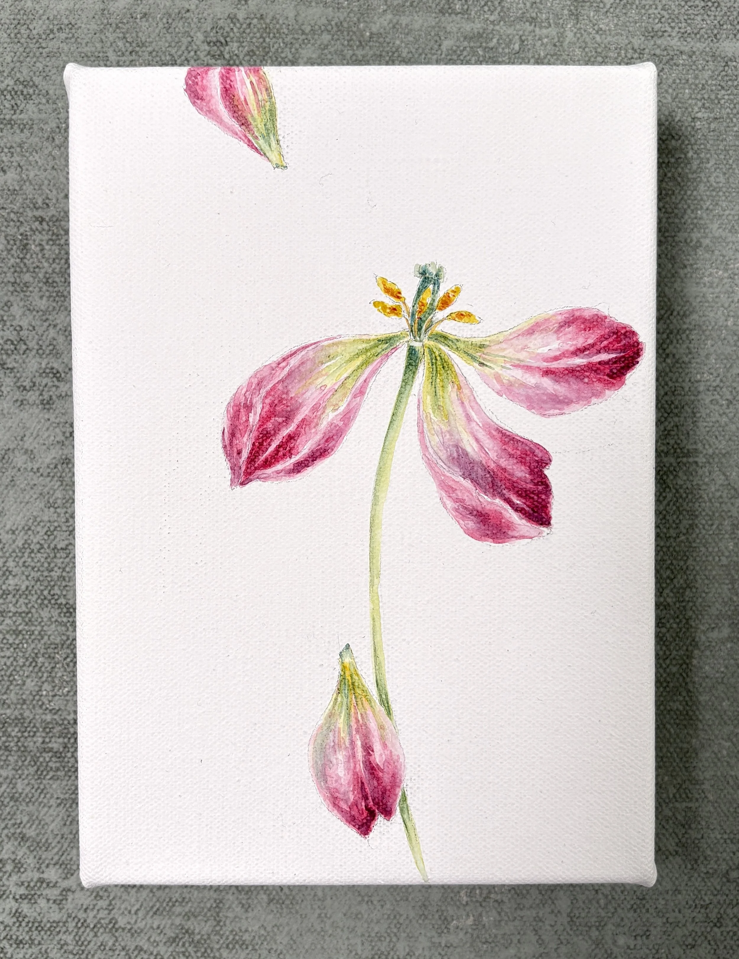 TULIP III FULL.jpg