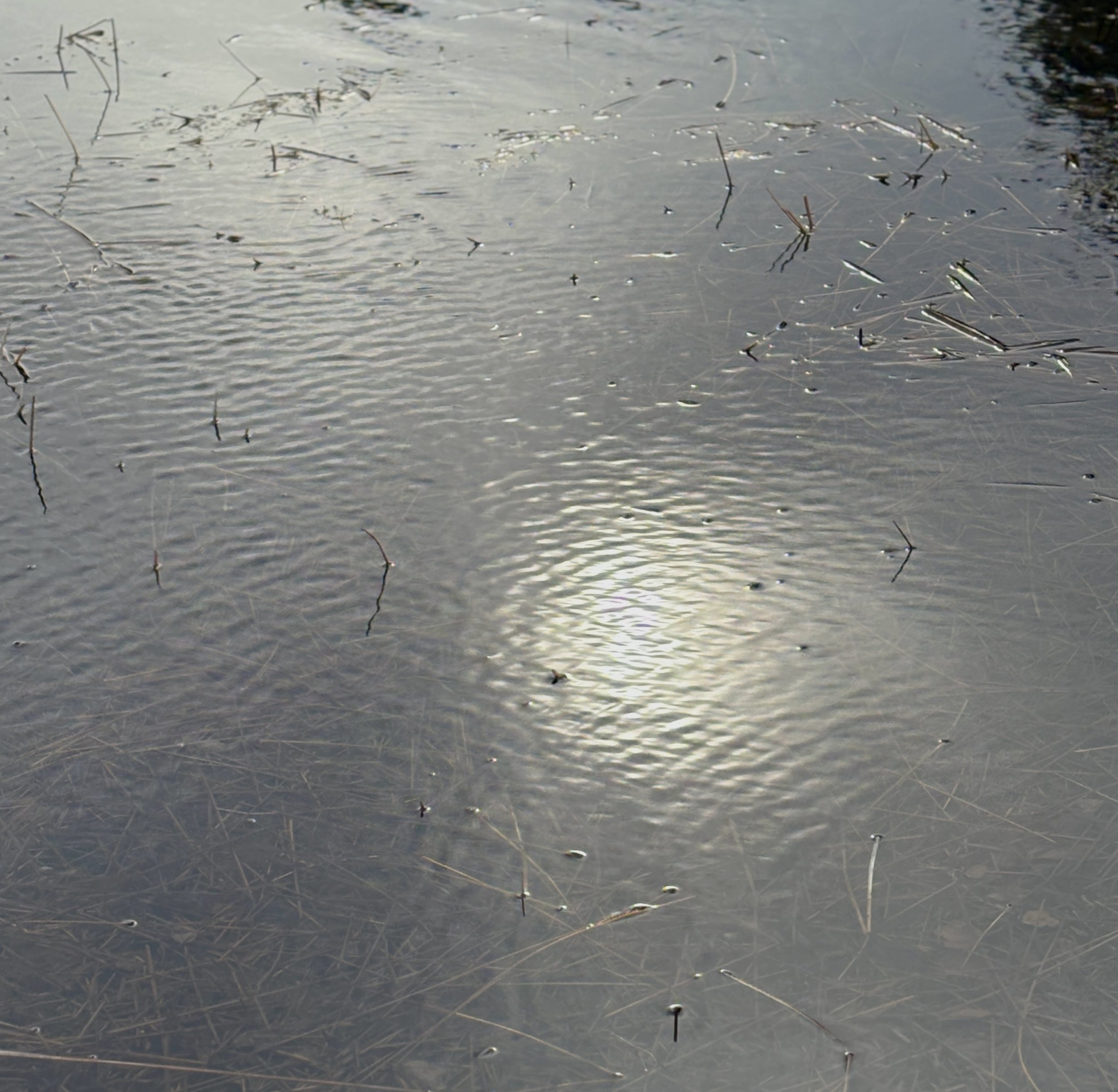 A still water surface reflecting light with dried aquatic plants and grass stems floating and submerged