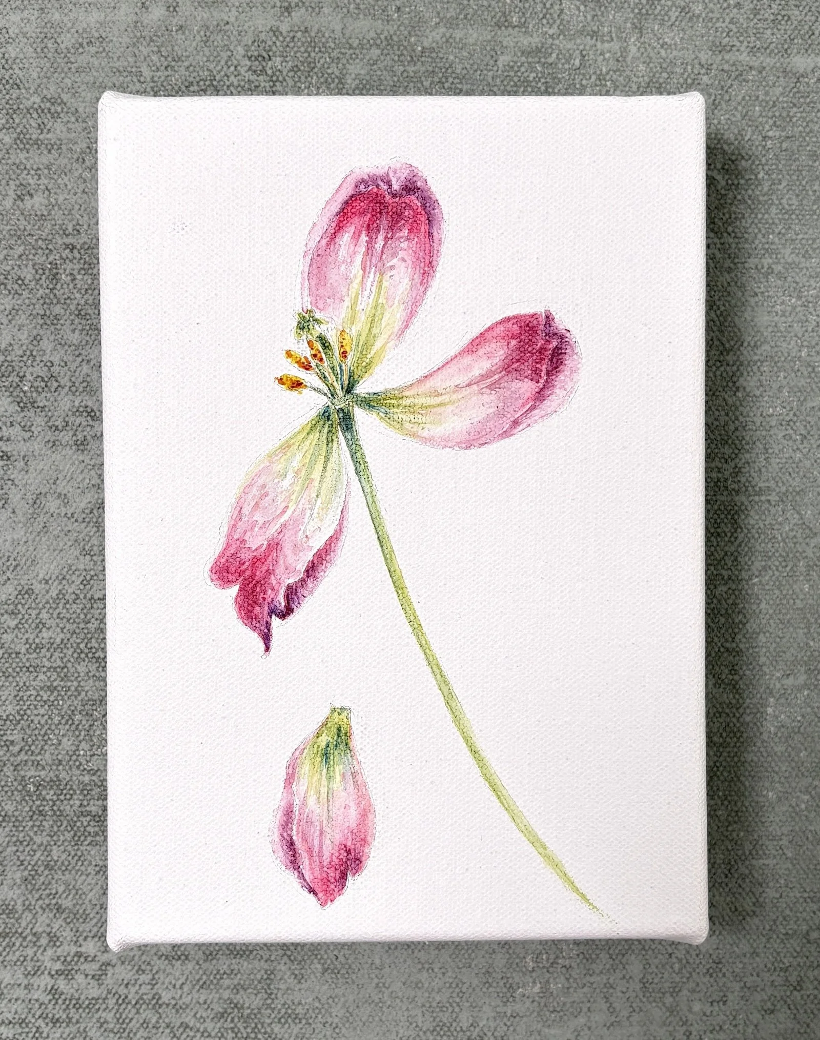 TULIP V FULL.jpg
