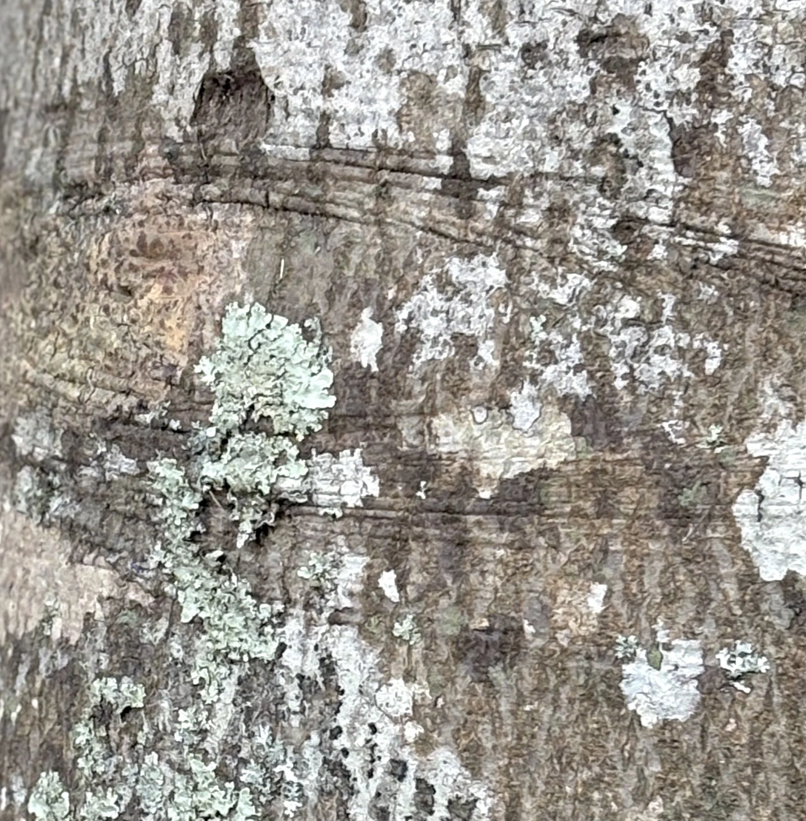 Close-up of tree bark with patches of light green lichen growing on it.