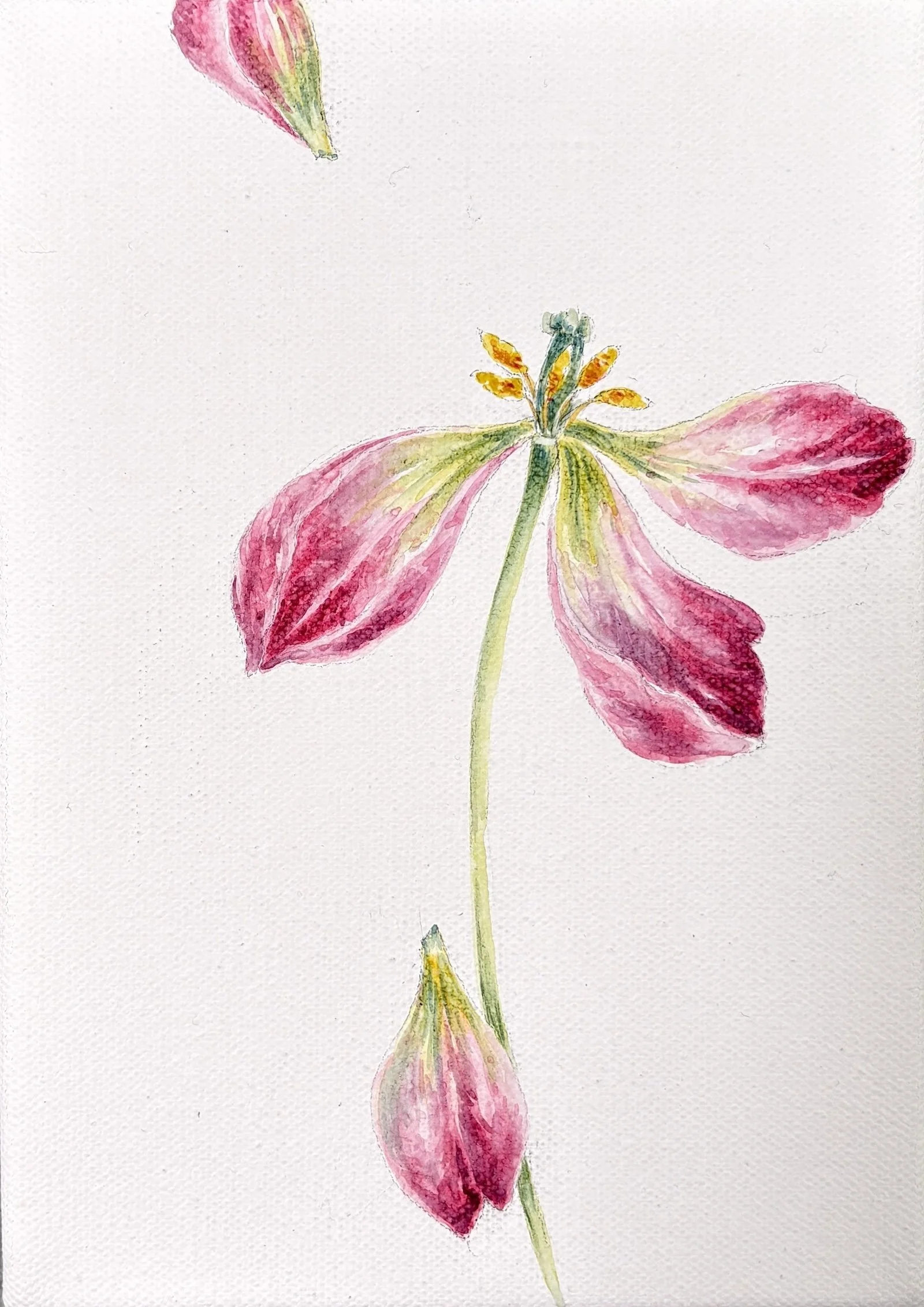 TULIP III CROP.jpeg