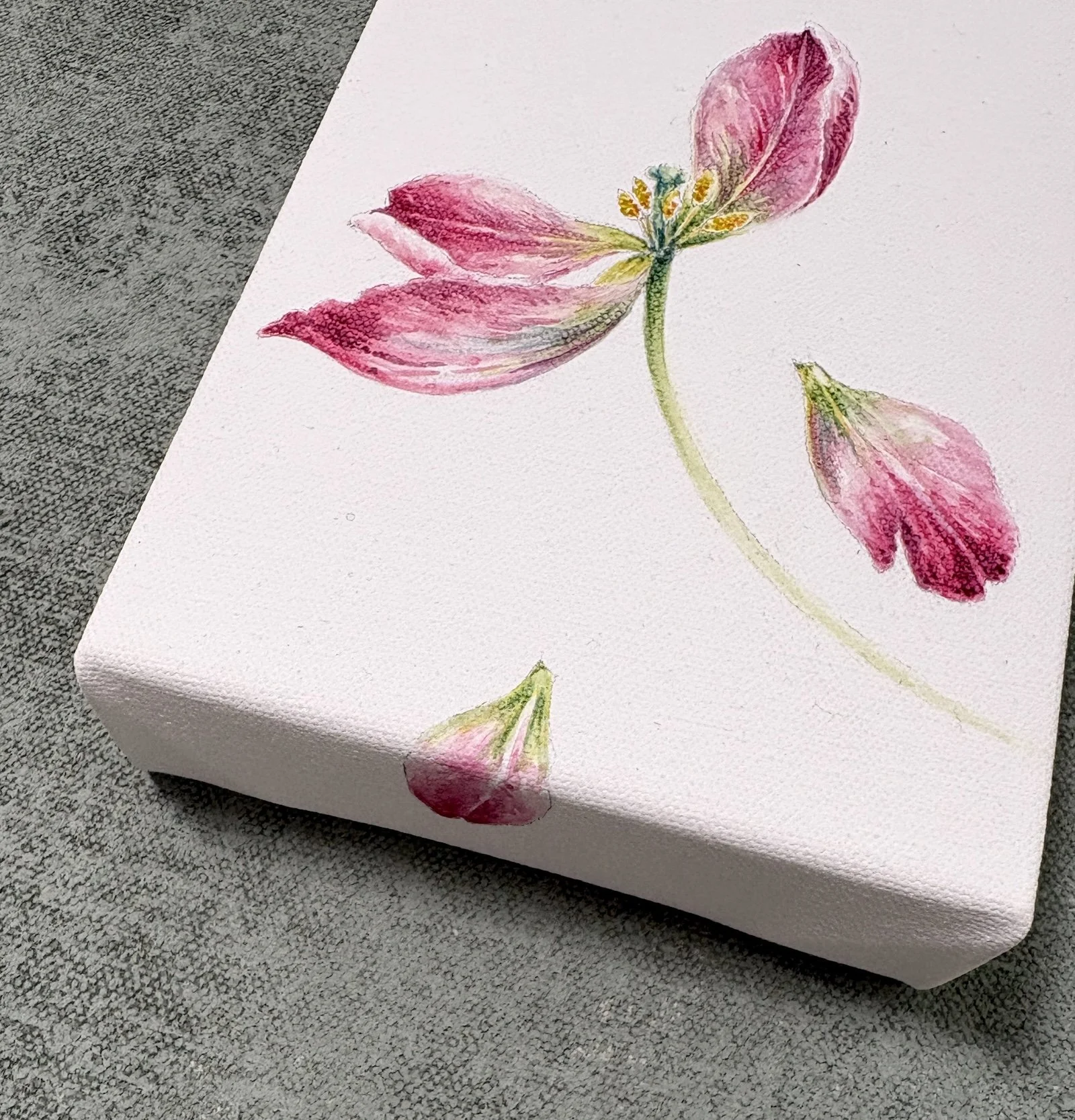 TULIP 1 SIDE.jpg