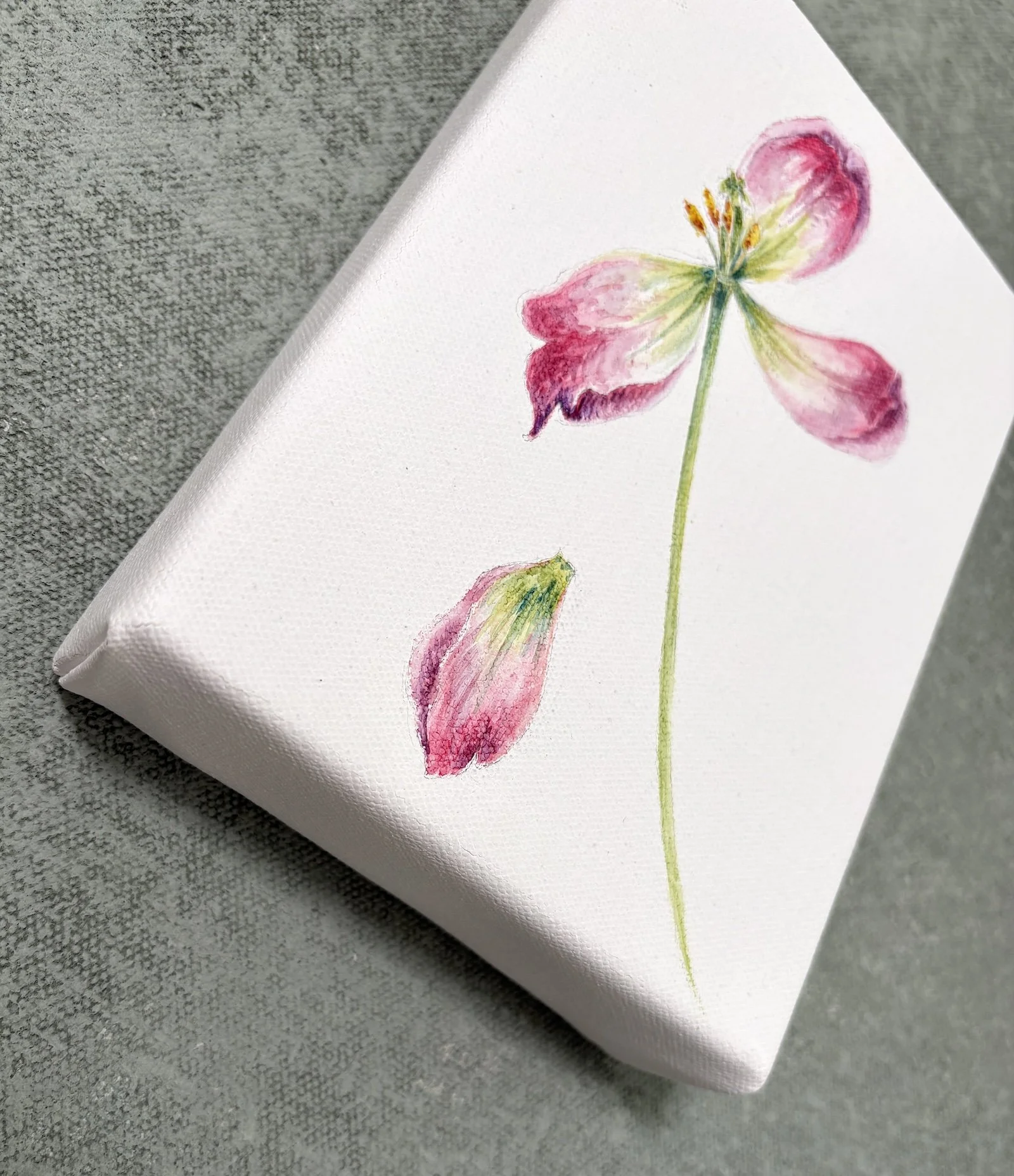 TULIP V SIDE.jpg