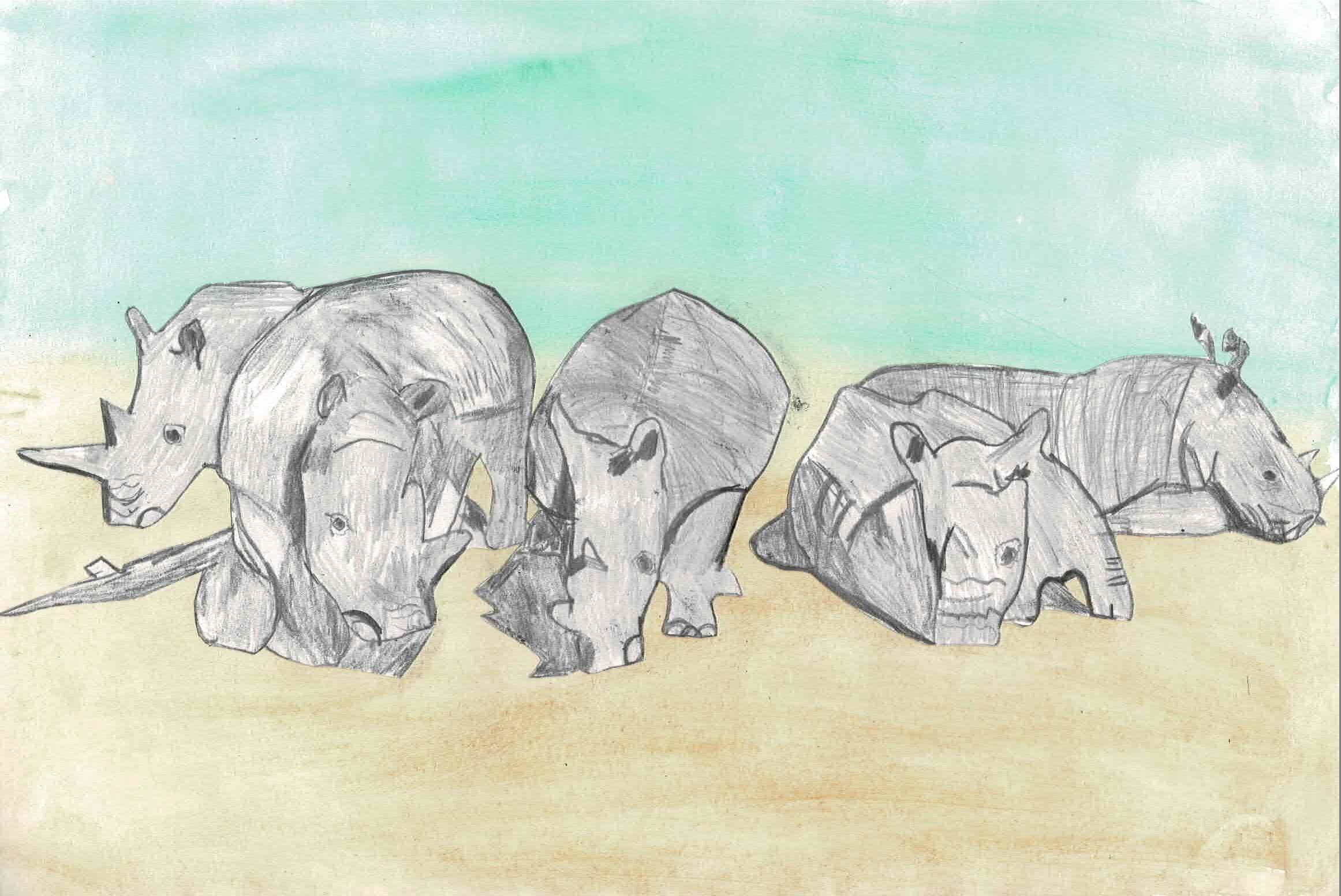 FMP Many rhinos - 20 May.jpeg
