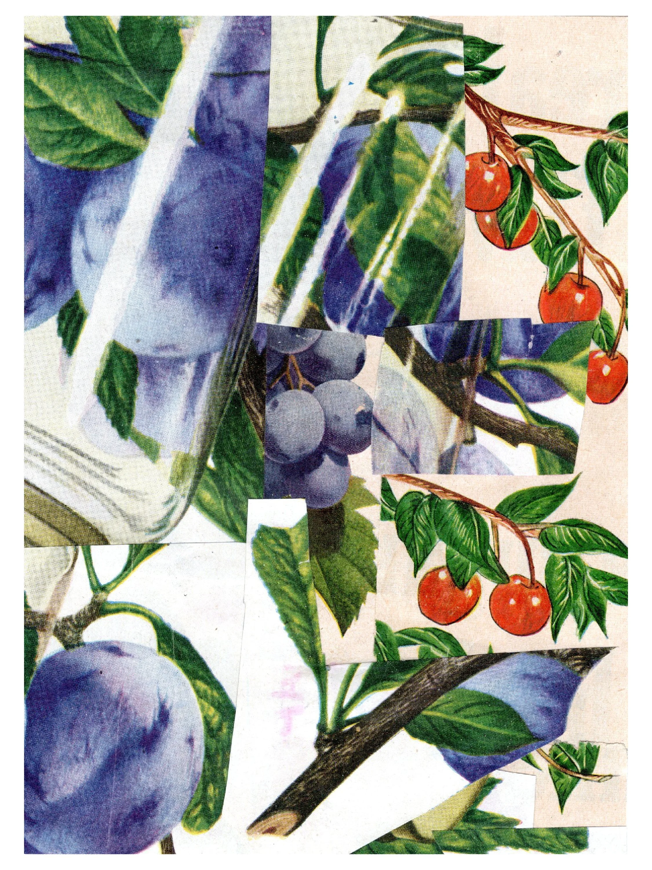 Selena Dixon • Plums, Cherries and Blueberries • @selenaart123