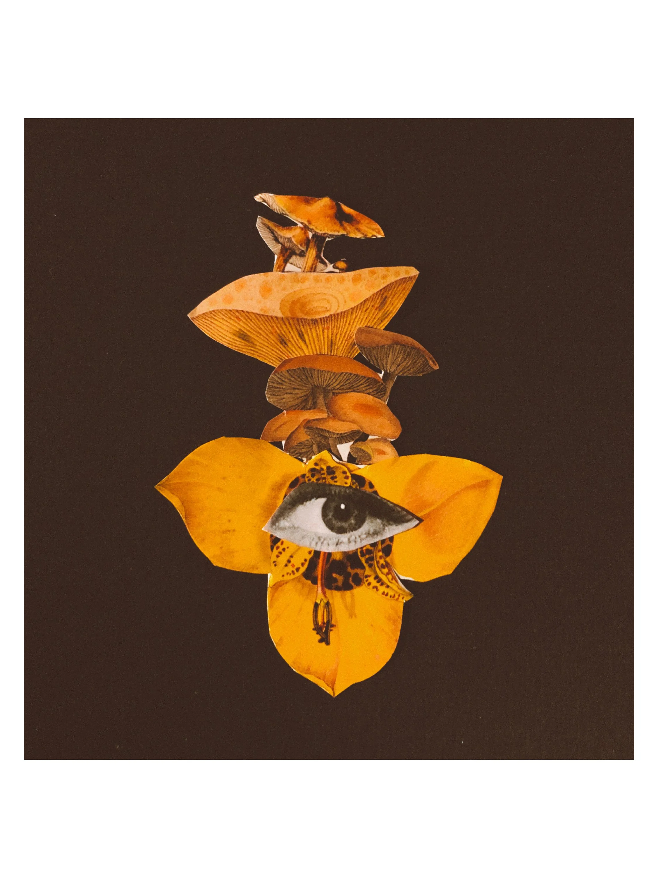 Fantastic Fungi • Sarah Ferreira • @collagecandi