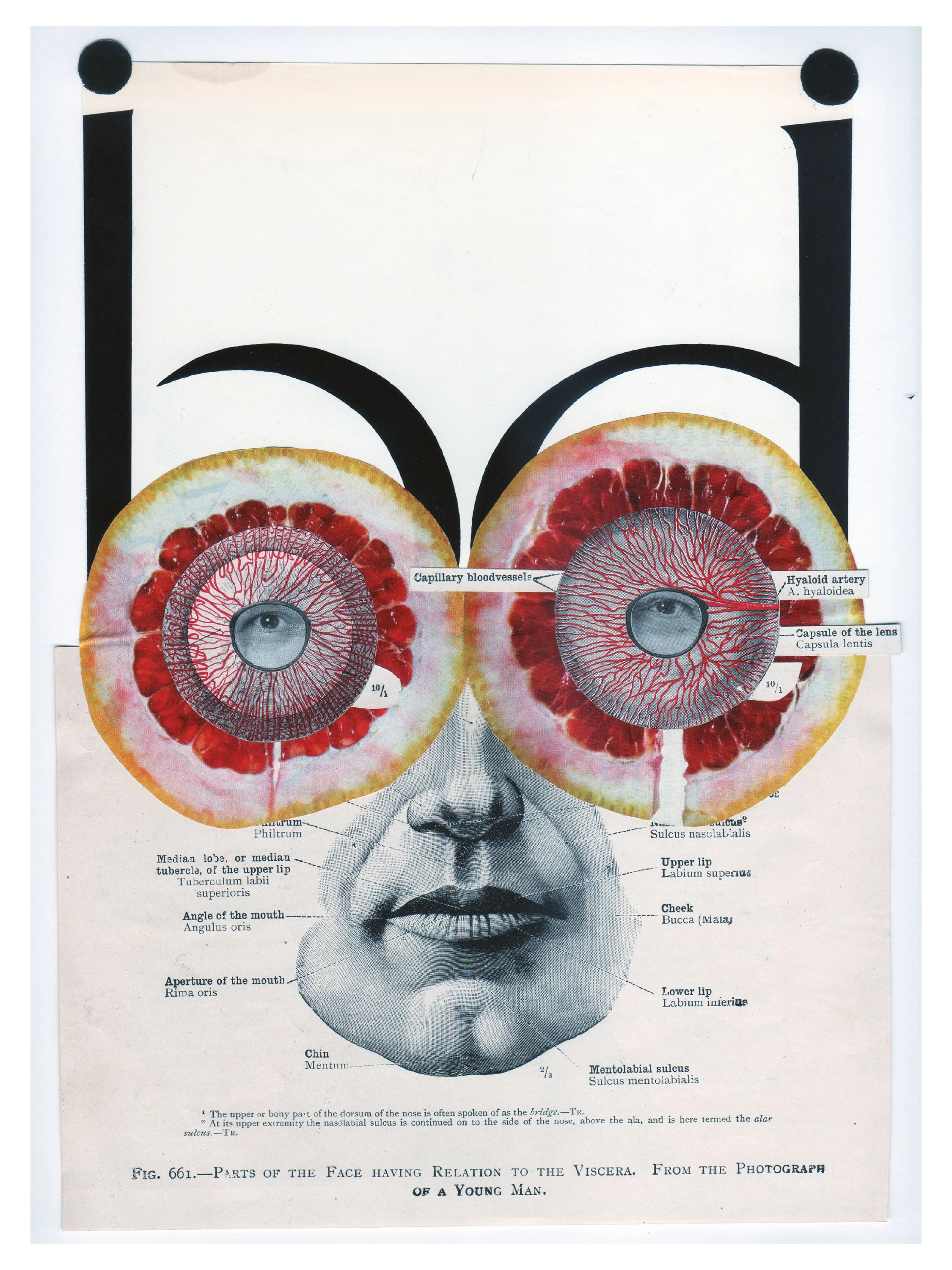 The Eyes II • Susan C Weber • @514girl