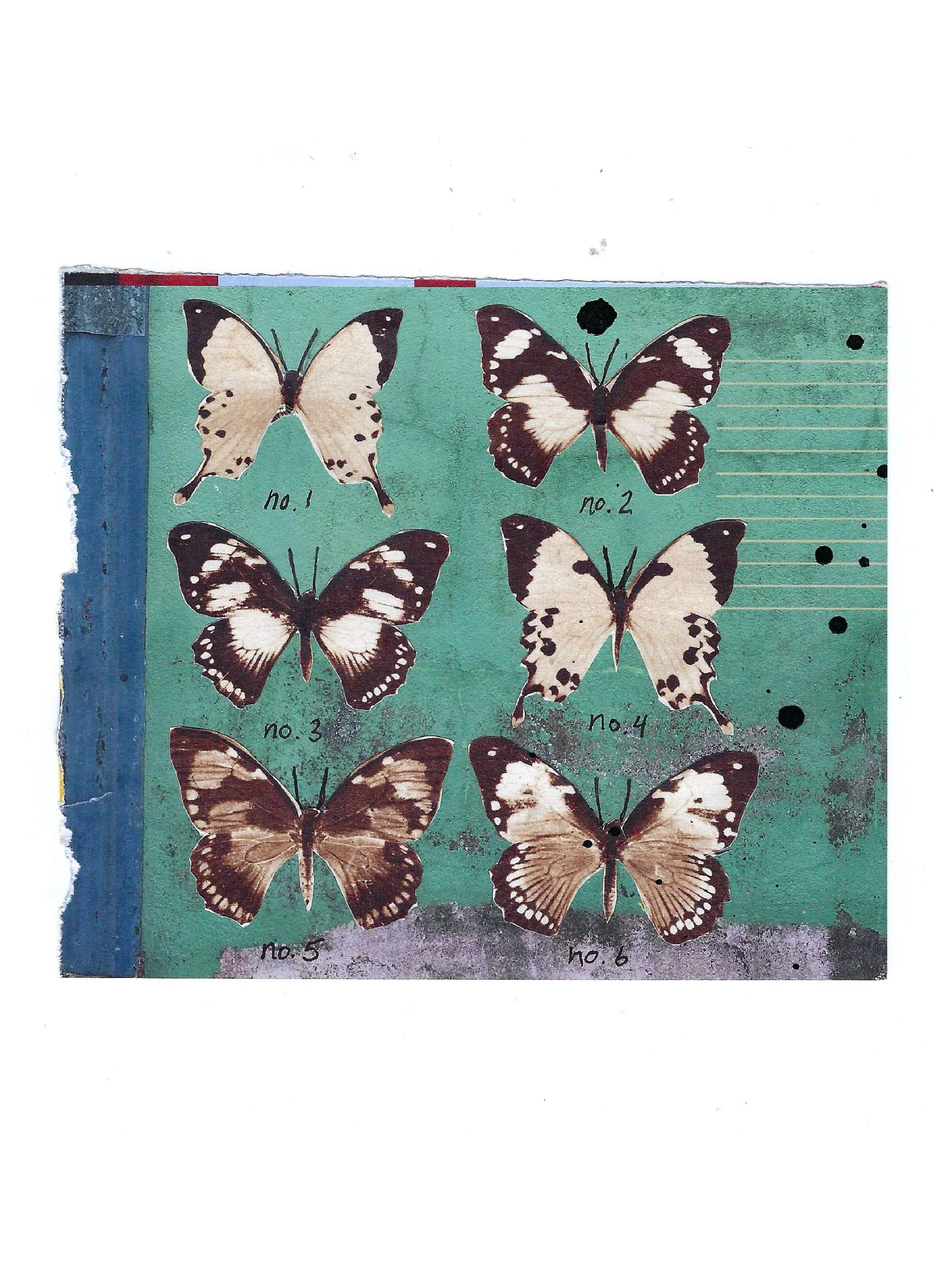 Specimens • Stacey Zimmerman • @yogafrogger_collages