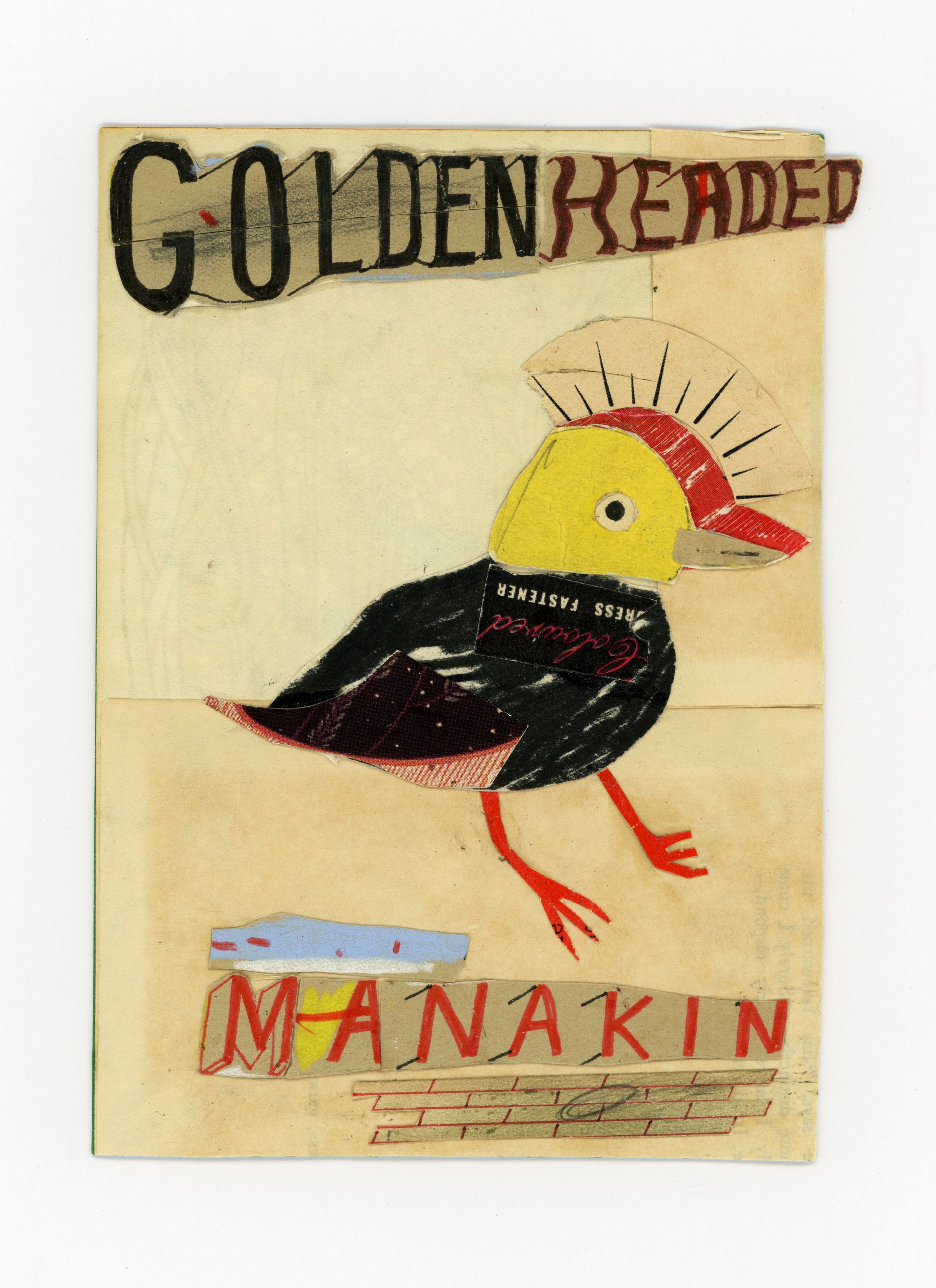 Mark Timmins_GoldenHeaded_Manakin_mark_timmins77.jpg