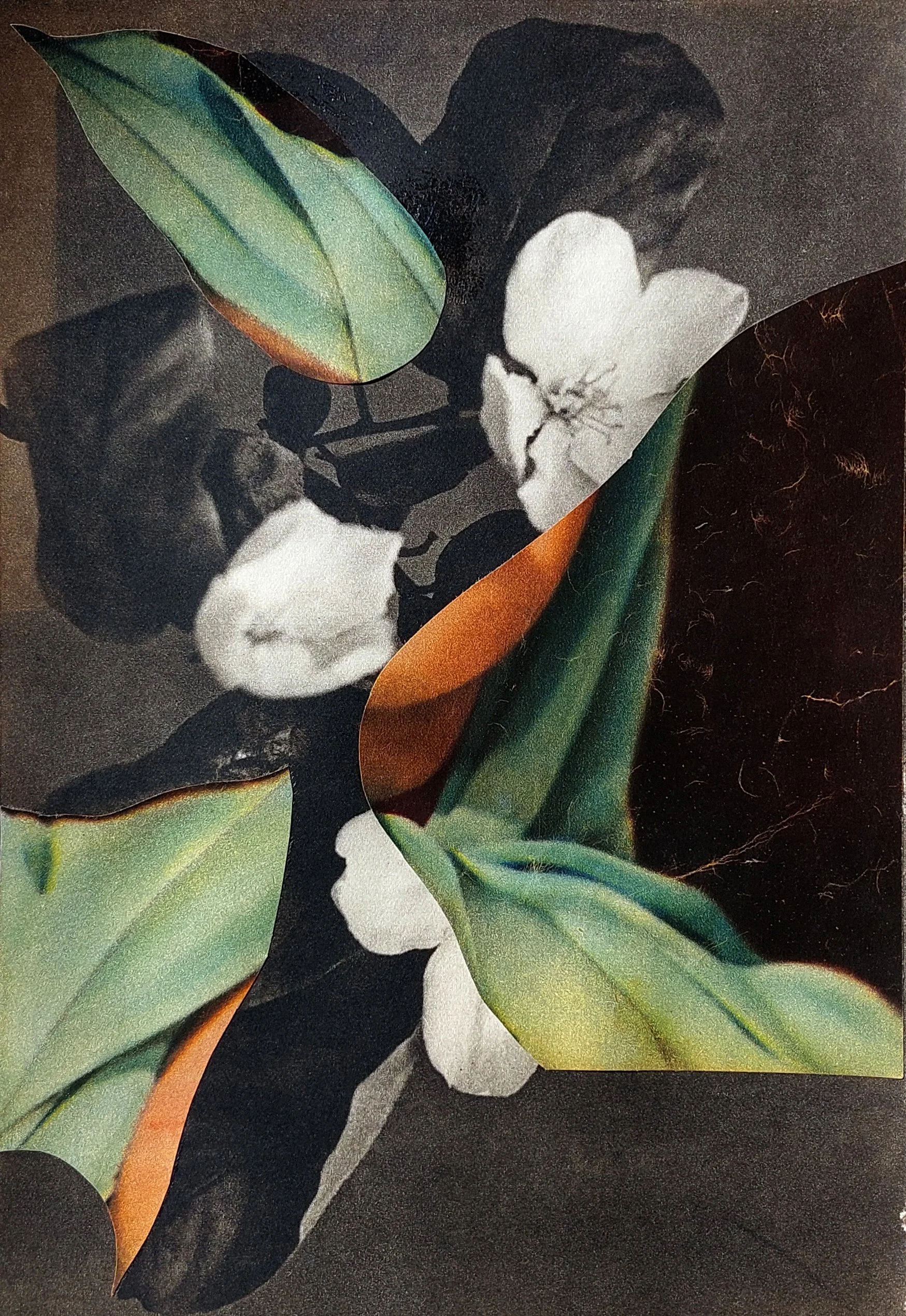 BramAntheunis_02flora06_bramantheunis.jpg