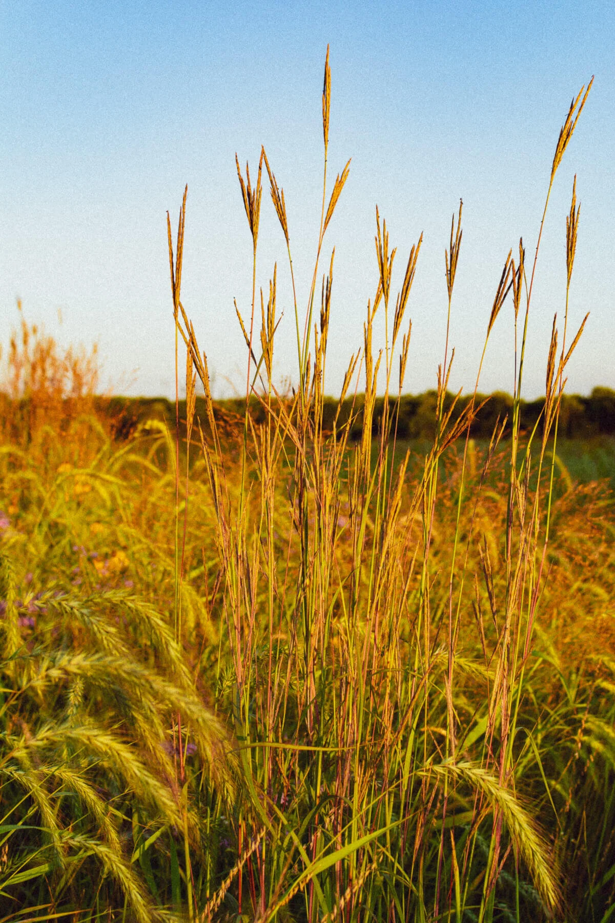 Tallgrass Prairie-2.jpg