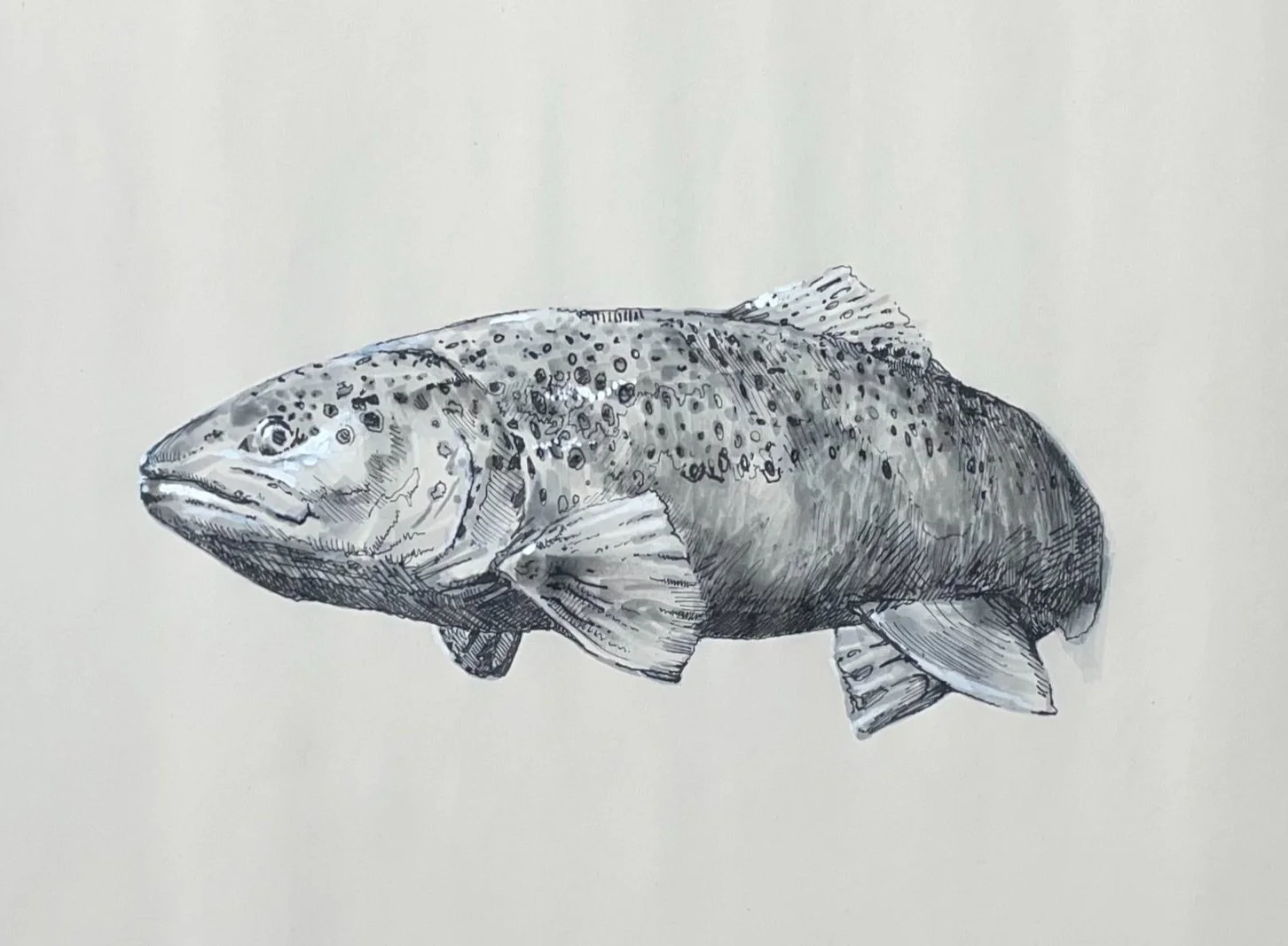 Trout Study Sketch