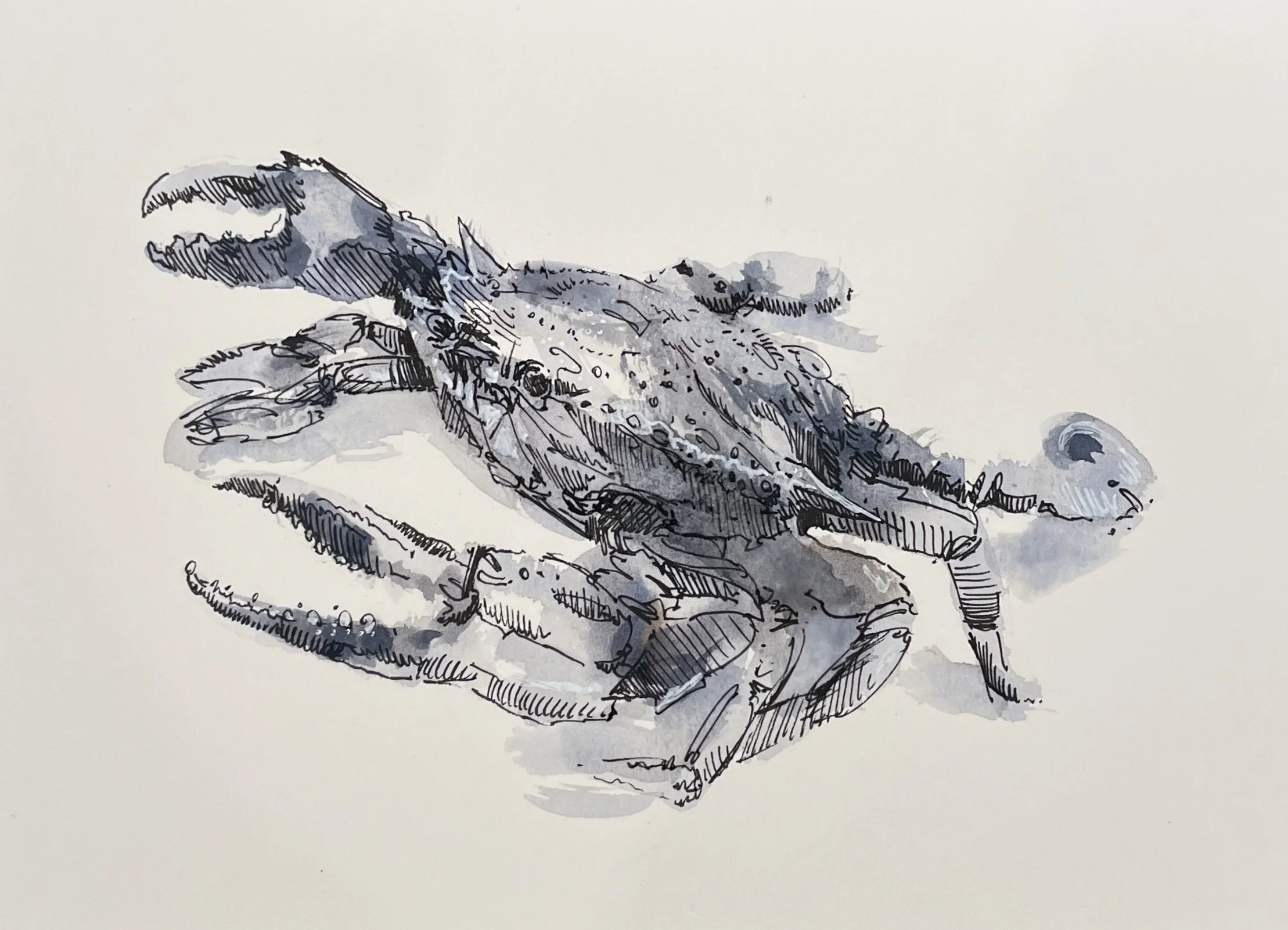 Blue Crab Sketch