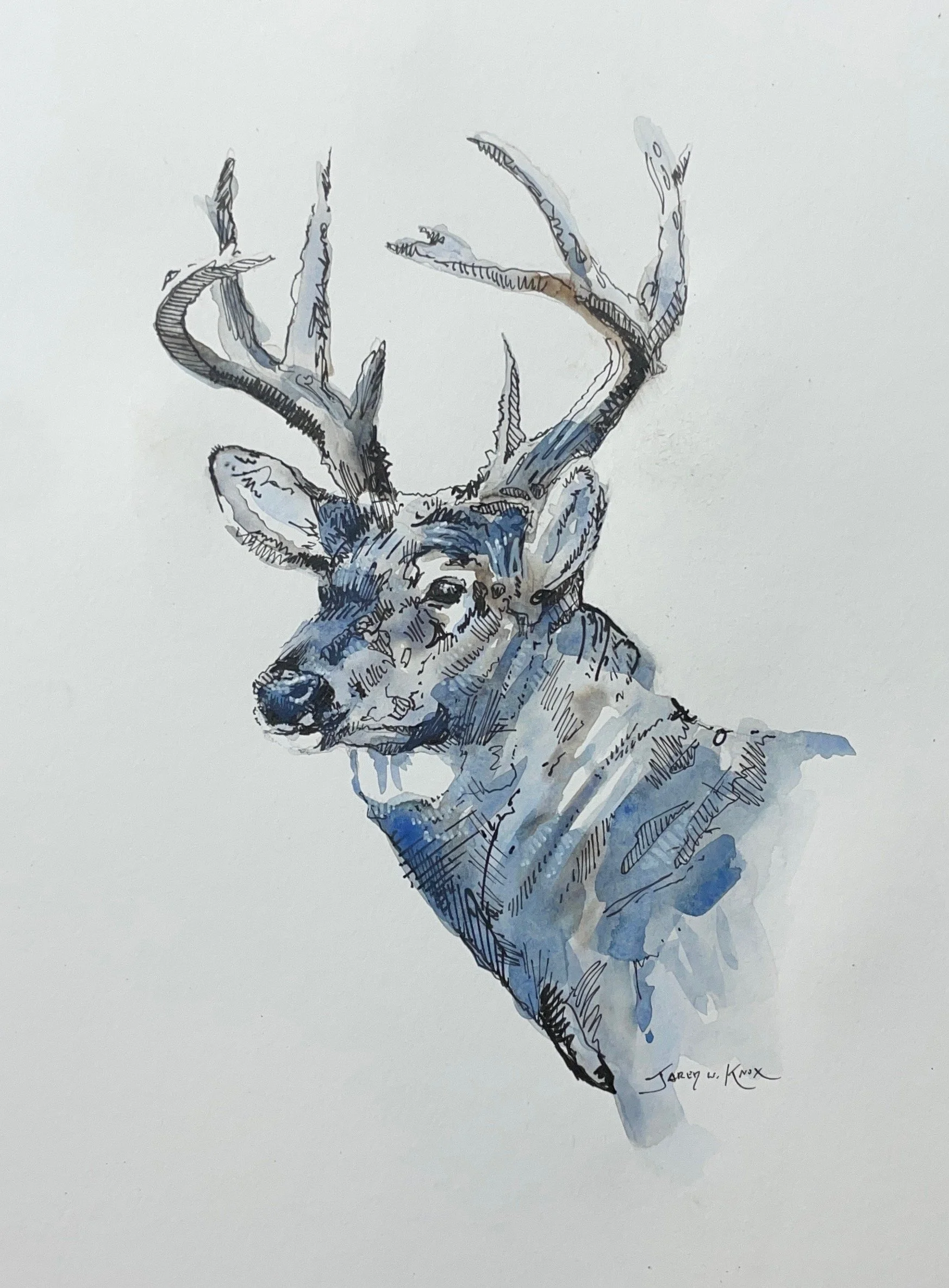 Deer Sketch 9x12"