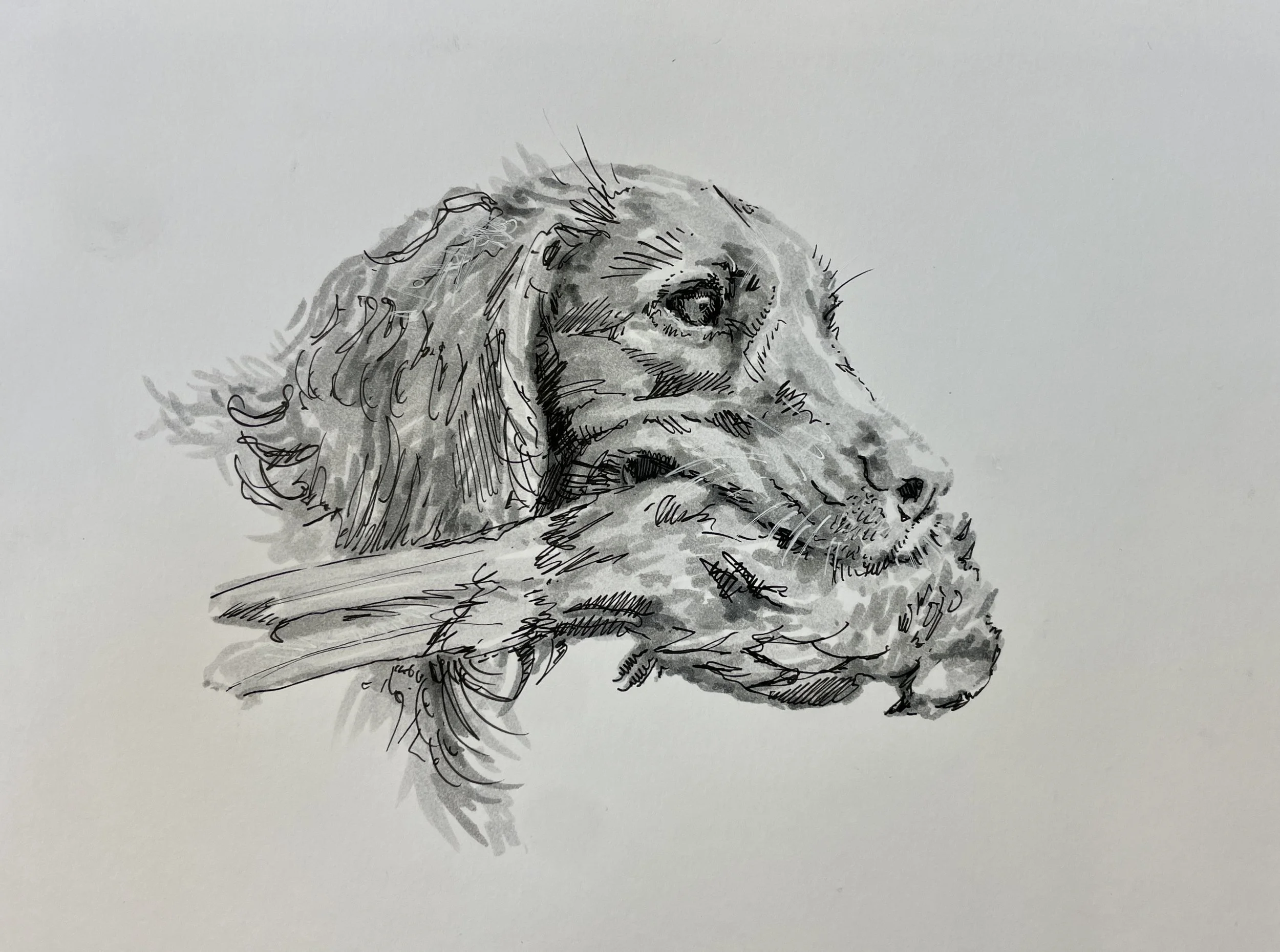 Huck's Dove Sketch 8x10"