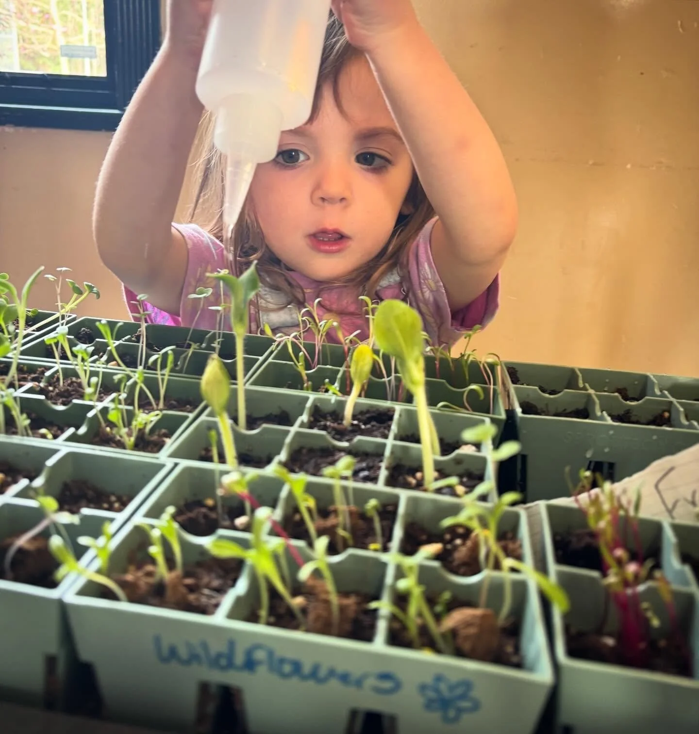 Veronica watering seedlings.jpg