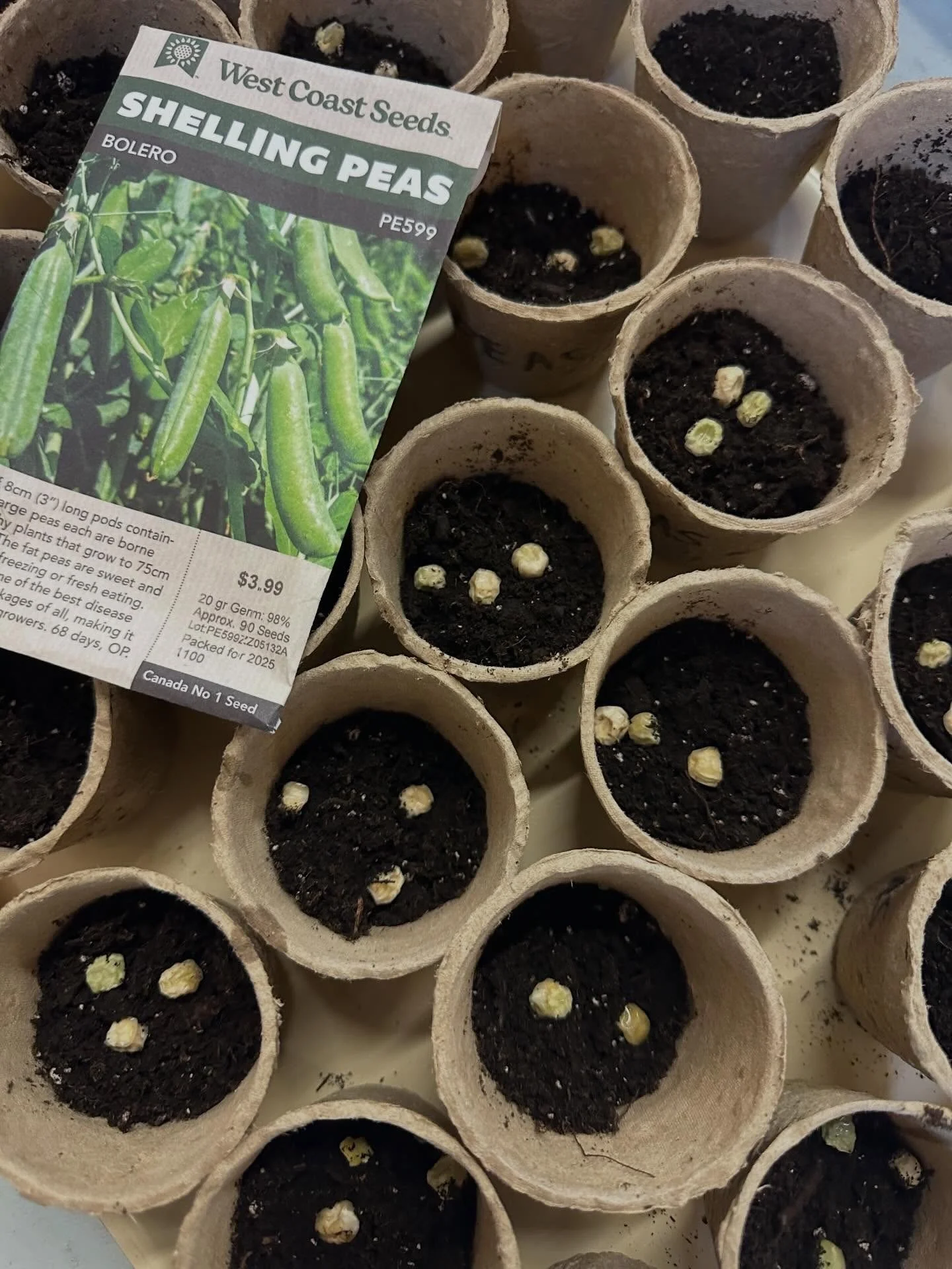 West Coast Seeds planting VIU instructor Jacqueline (4).jpg