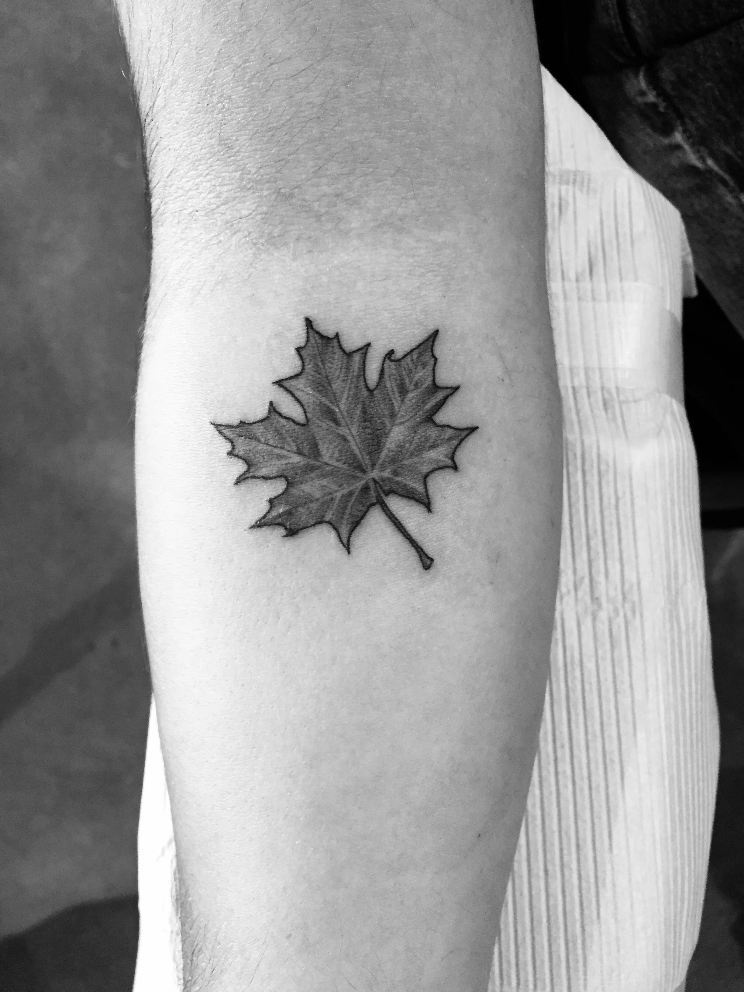 Mini maple.jpg