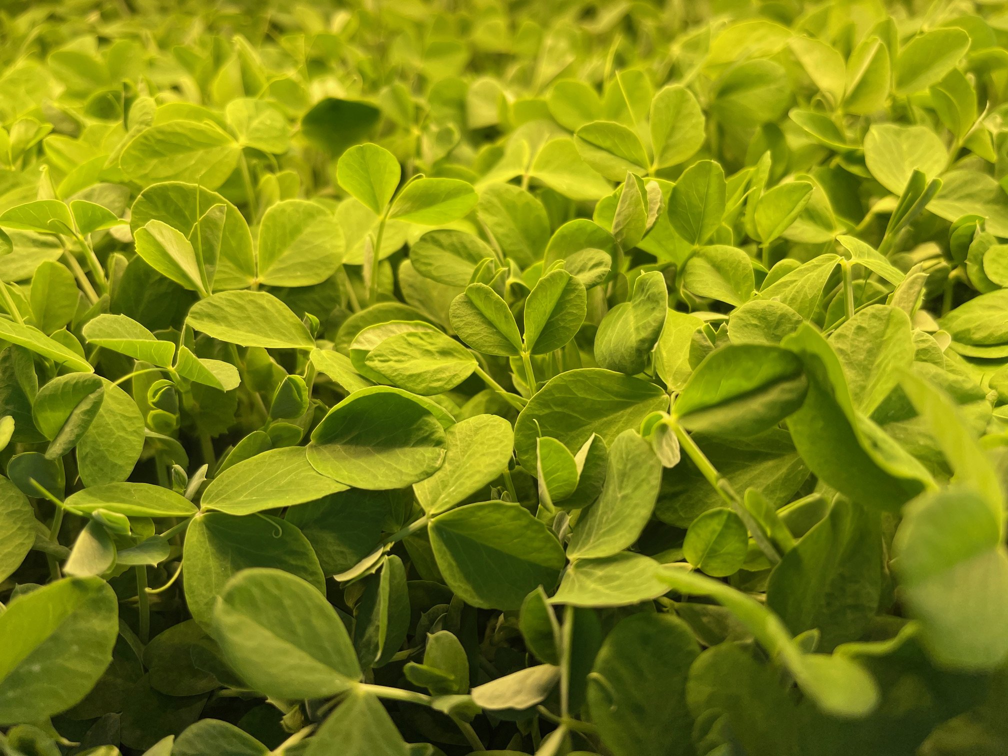 Pea Shoots for Website.JPG