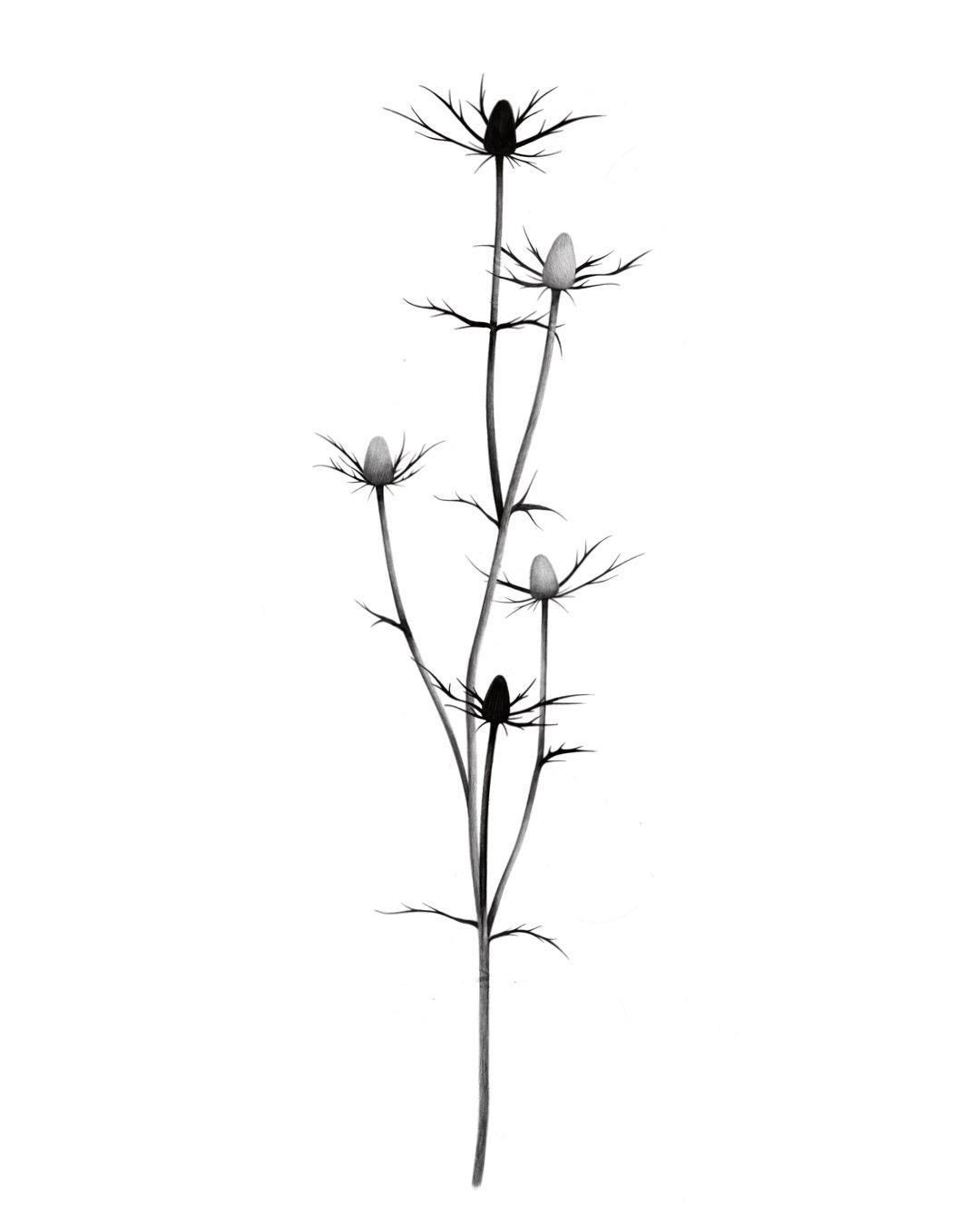 thistles 
  20in min
  smaller adaptations available